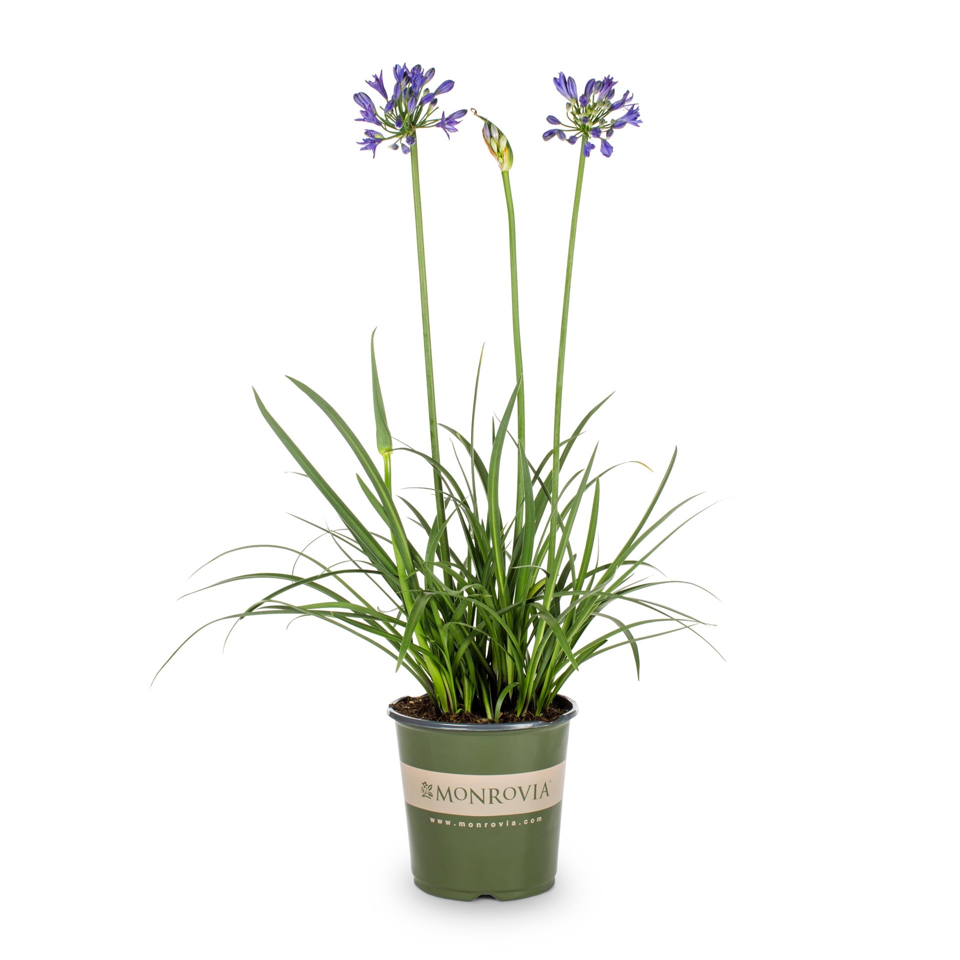 slide 1 of 4, Monrovia Blue Purple Potion Agapanthus Plant in 1.73 -Gallon Pot 1 -Pack, 1 ct