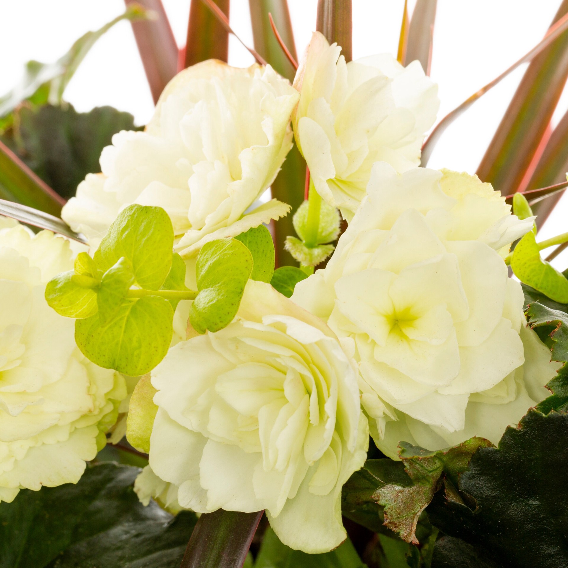 slide 2 of 2, Lowe's Multicolor Mixed Annuals in 3-Gallons Planter, 1 ct