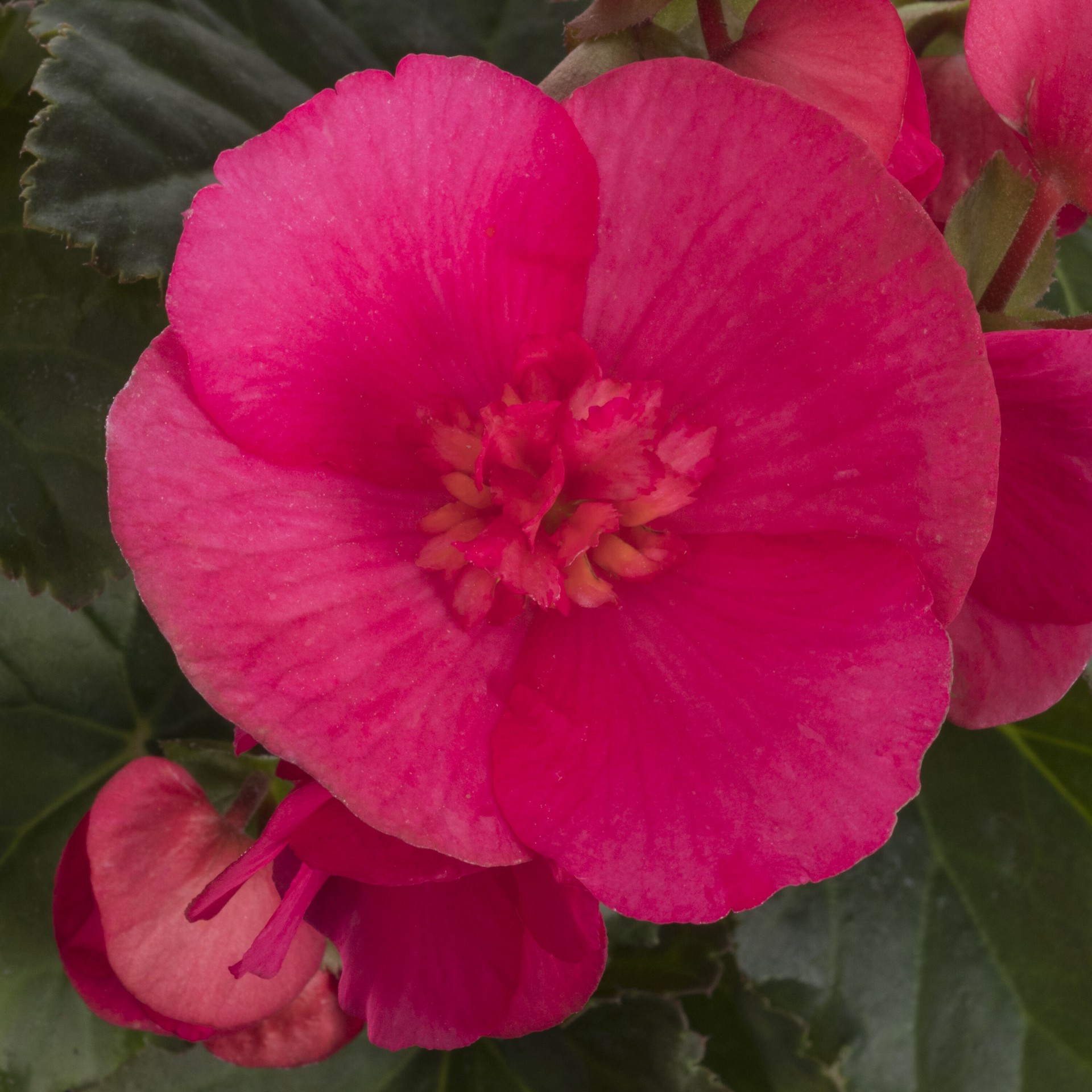slide 2 of 4, Lowe's Pink Bright Pink Begonia in 1 Gallon(s) Planter 1 -Pack, 1 ct