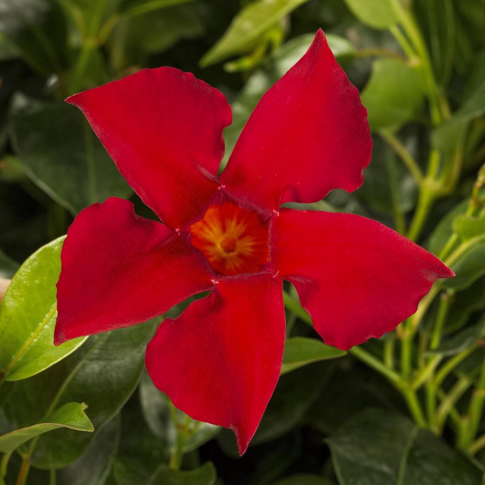 slide 2 of 4, Ready Refill Multicolor Rocktrumpet in 1.50 Gallon(s) Pot 1 -Pack, 1 ct