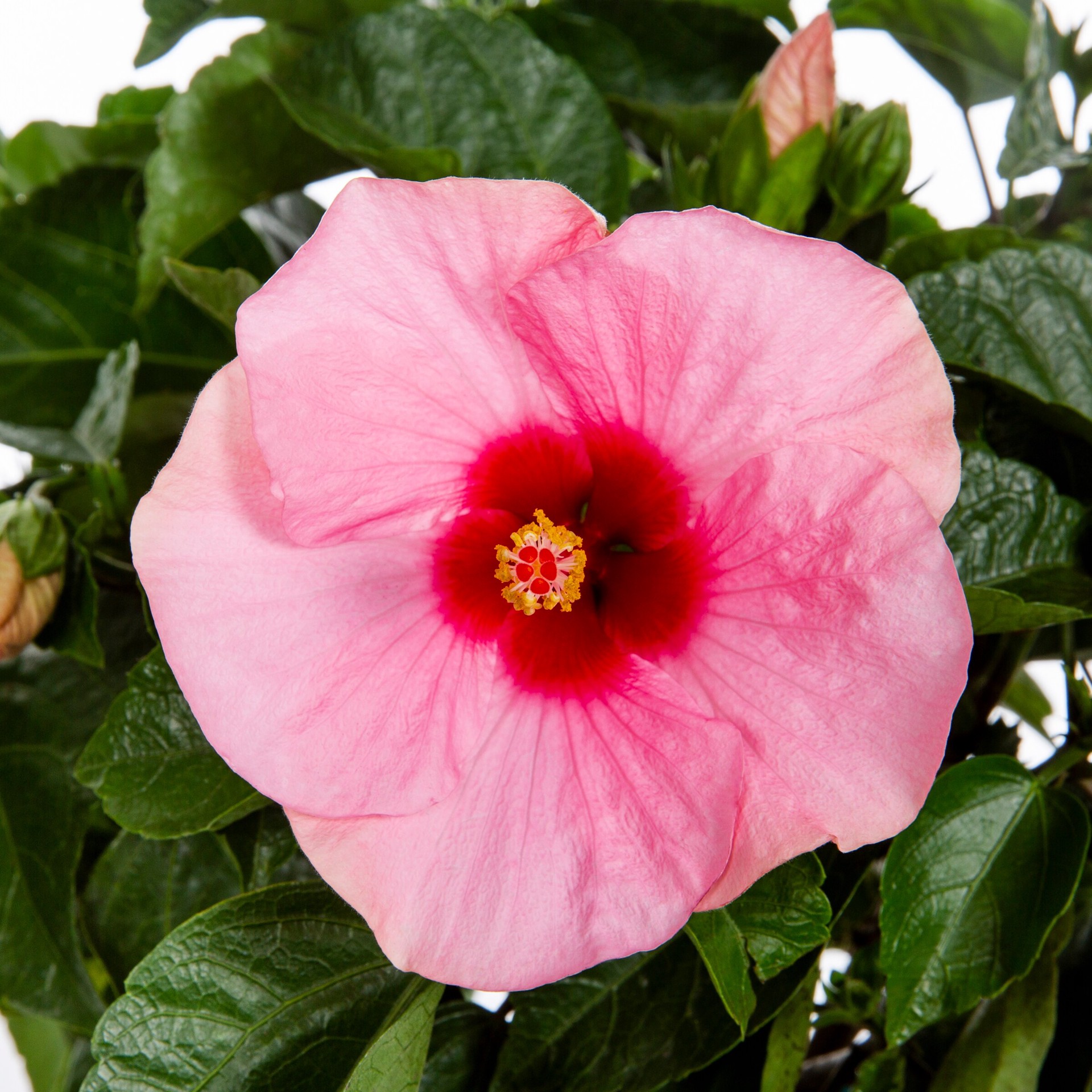 slide 2 of 2, Lowe's Multicolor Hibiscus in 3.00 Quart(s) Planter 1 -Pack, 1 ct