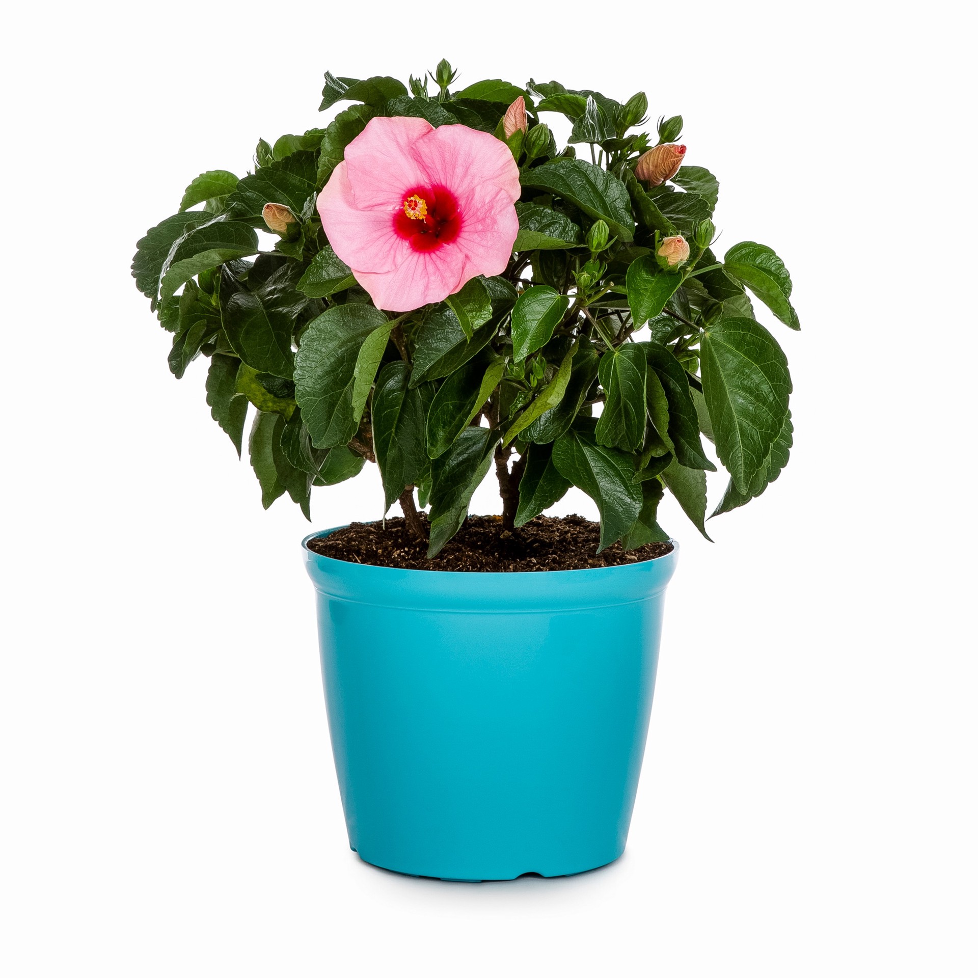 slide 1 of 2, Lowe's Multicolor Hibiscus in 3.00 Quart(s) Planter 1 -Pack, 1 ct