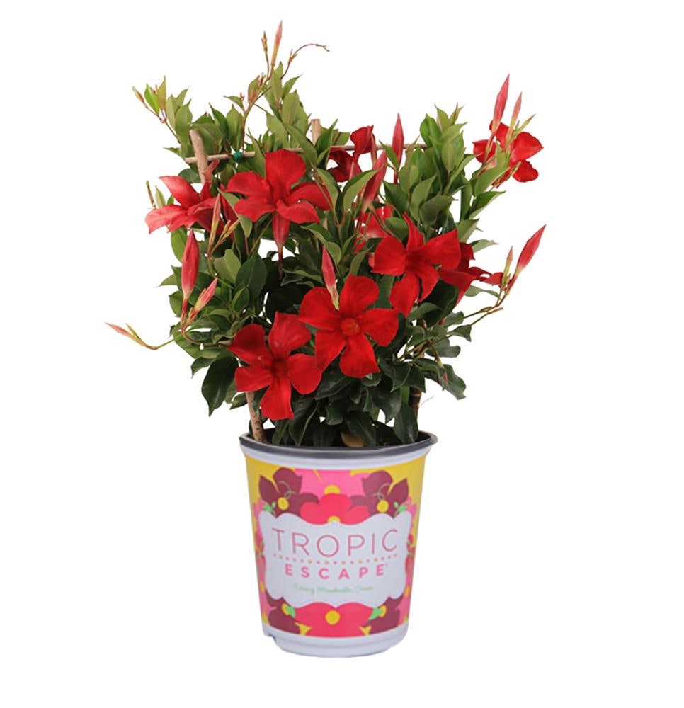 slide 1 of 4, Lowe's Mandevilla Flowering Shrub in 2 -Quart Pot 1 -Pack with Red Blooms, 1 ct