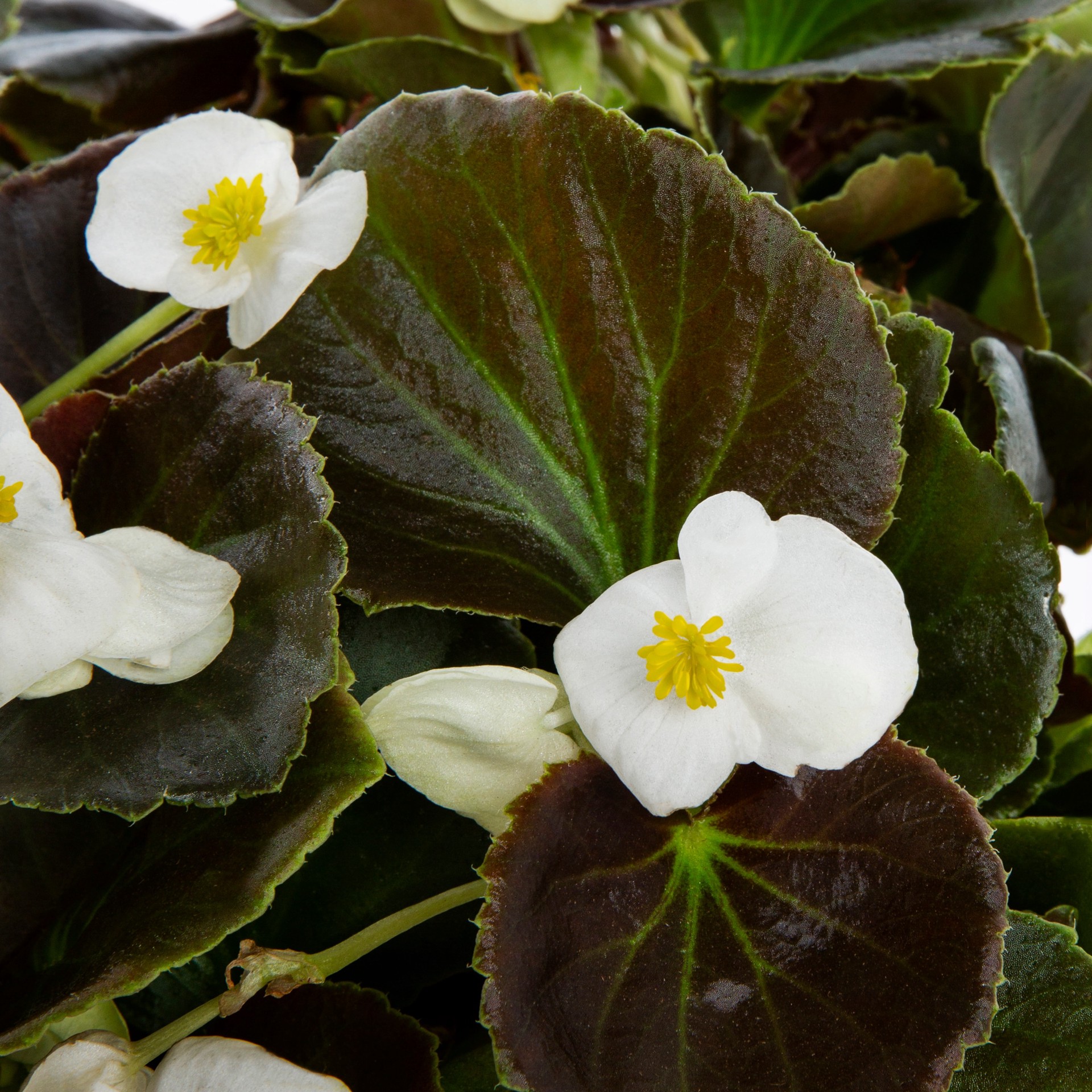 slide 2 of 4, Lowe's Multicolor BEGONIA in 3 Quart(s) Planter 4 -Pack, 1 ct
