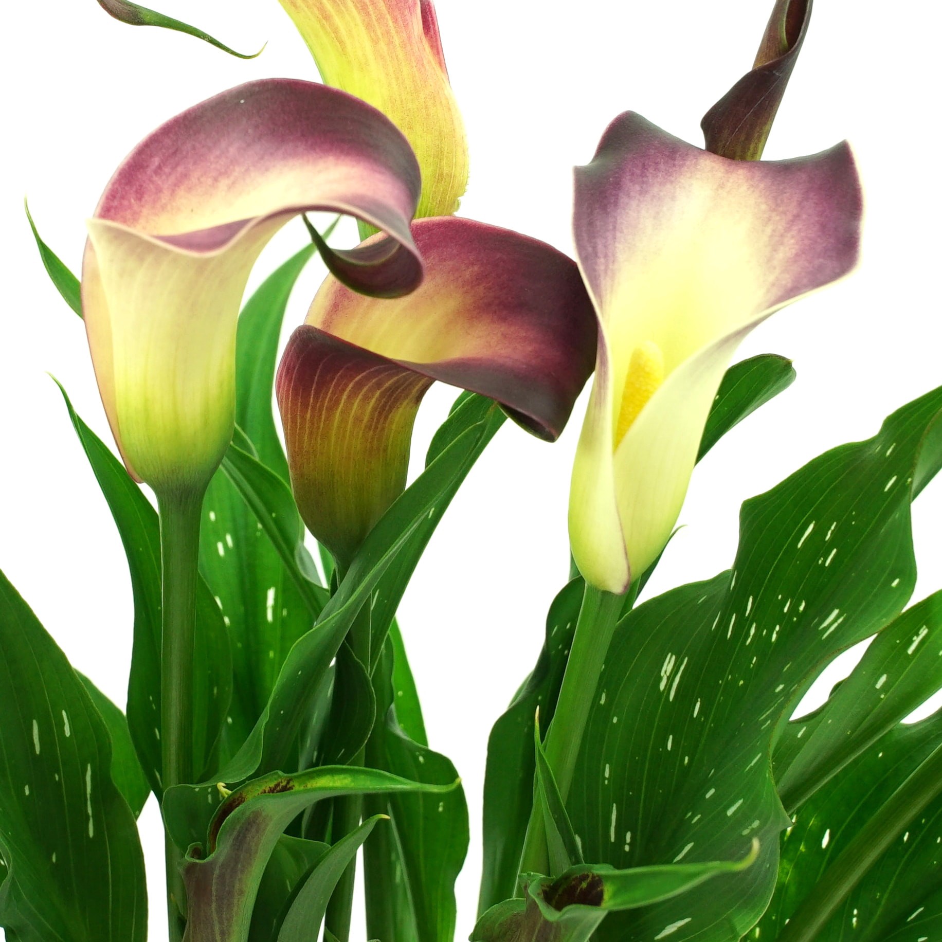 slide 2 of 5, Lowe's Calla Lily Plant in 1.5 -Pint, 1 ct