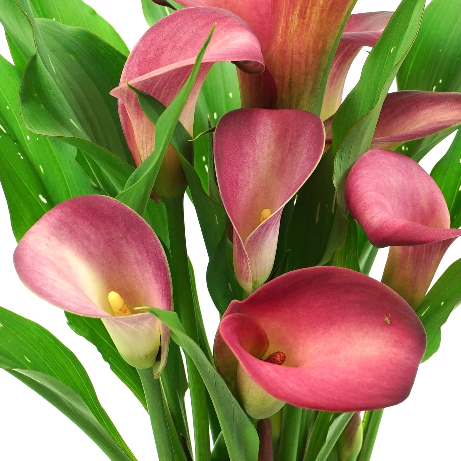 slide 3 of 5, Lowe's Calla Lily Plant in 1.5 -Pint, 1 ct