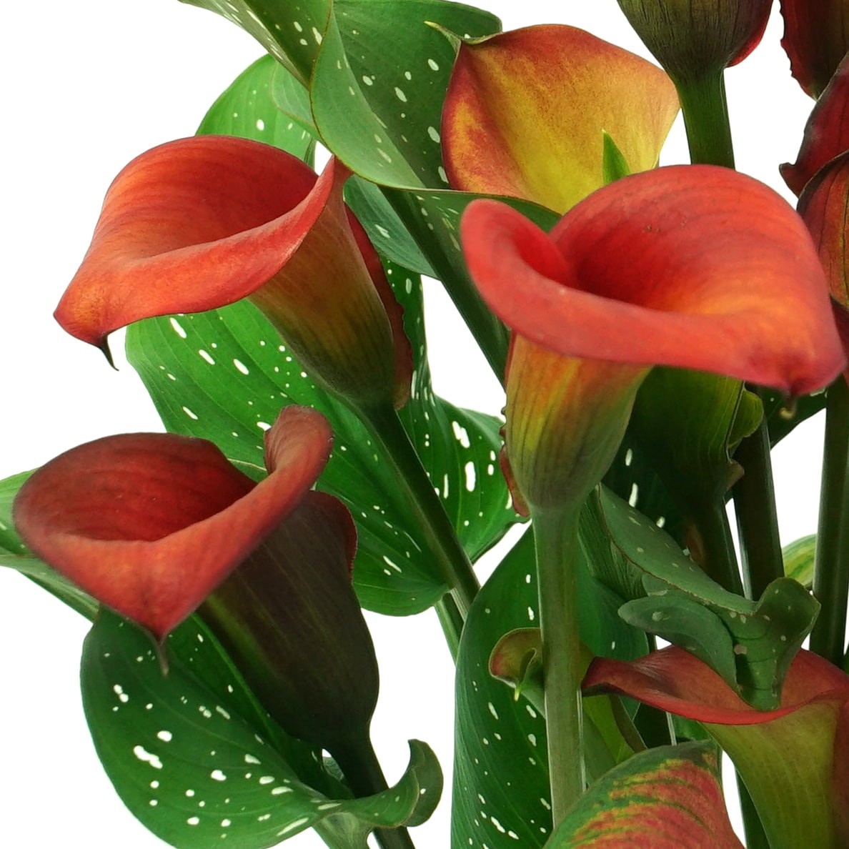 slide 4 of 5, Lowe's Calla Lily Plant in 1.5 -Pint, 1 ct