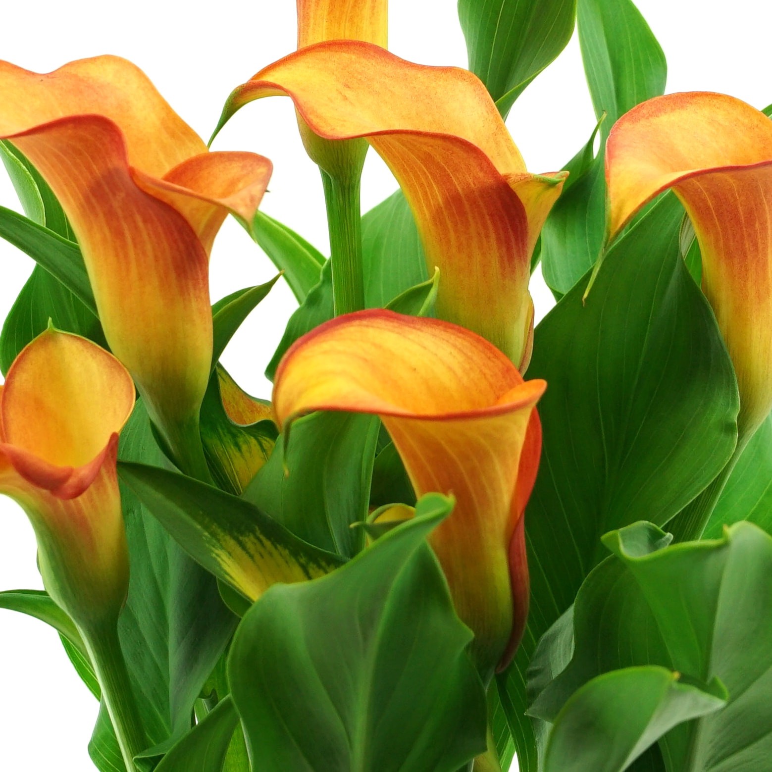 slide 5 of 5, Lowe's Calla Lily Plant in 1.5 -Pint, 1 ct