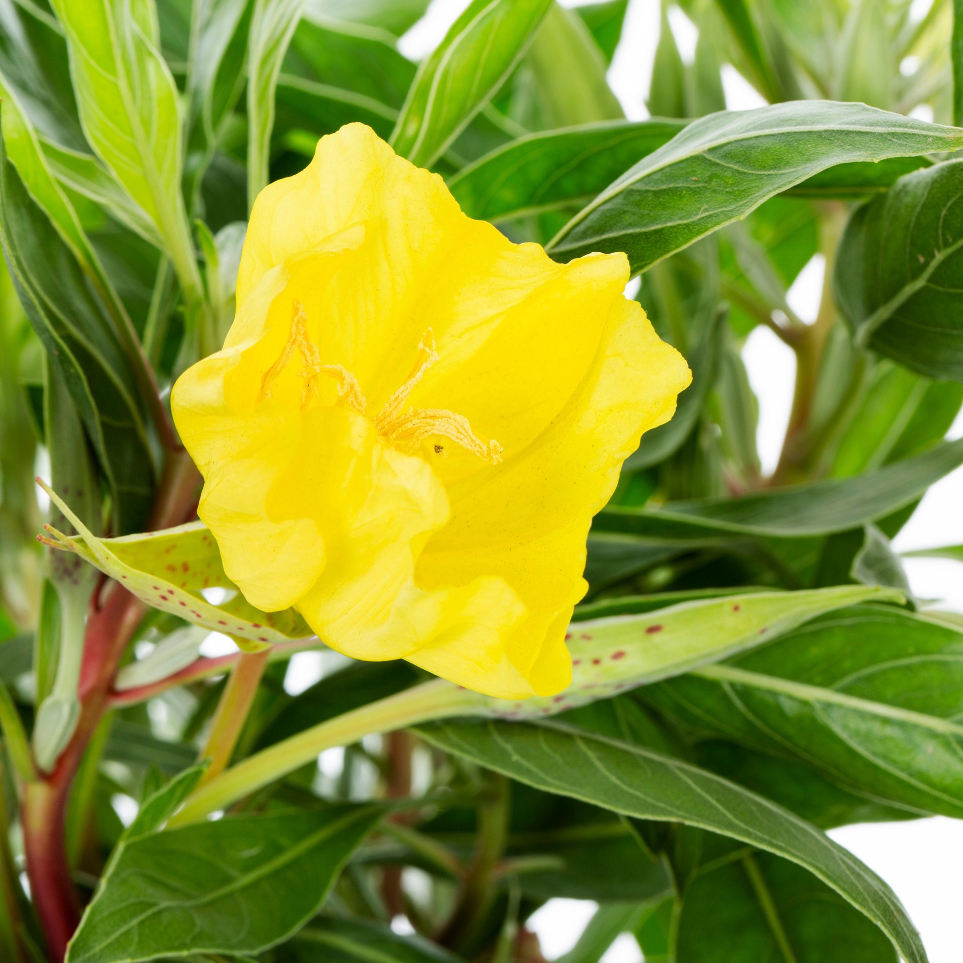 slide 2 of 4, Lowe's Pink Mexican Evening Primrose Plant in 2 -Quart Pot 1 -Pack, 1 ct