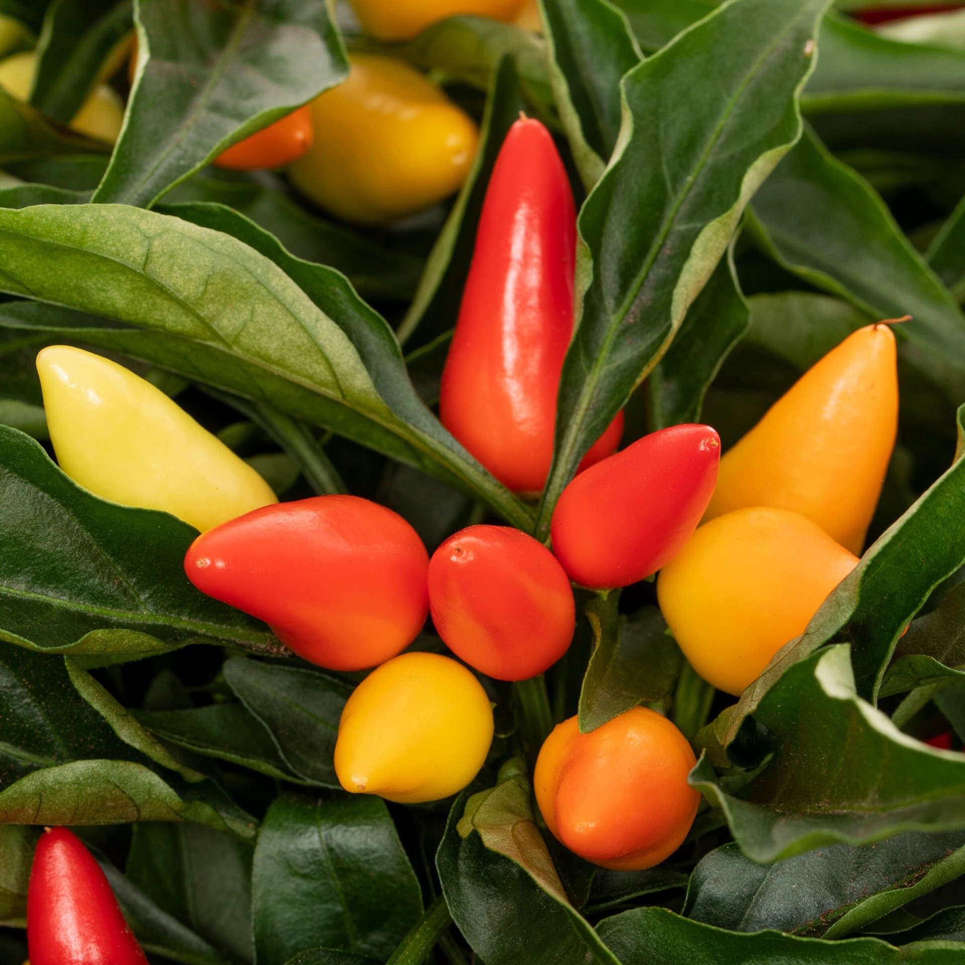 slide 2 of 4, Lowe's Multicolor Ornamental pepper in 1.5 Inch(es) Pot 1 -Pack, 1 ct