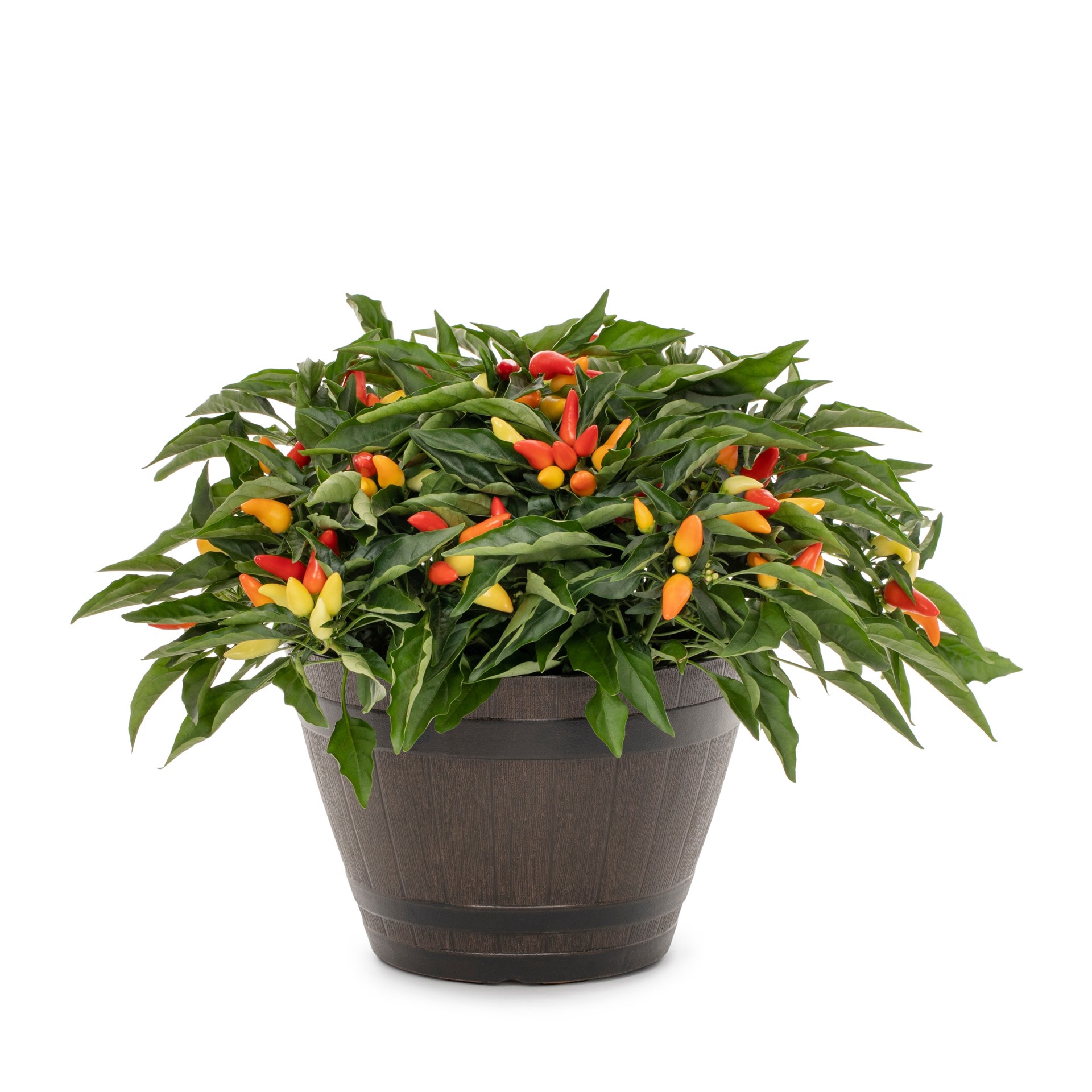 slide 1 of 4, Lowe's Multicolor Ornamental pepper in 1.5 Inch(es) Pot 1 -Pack, 1 ct