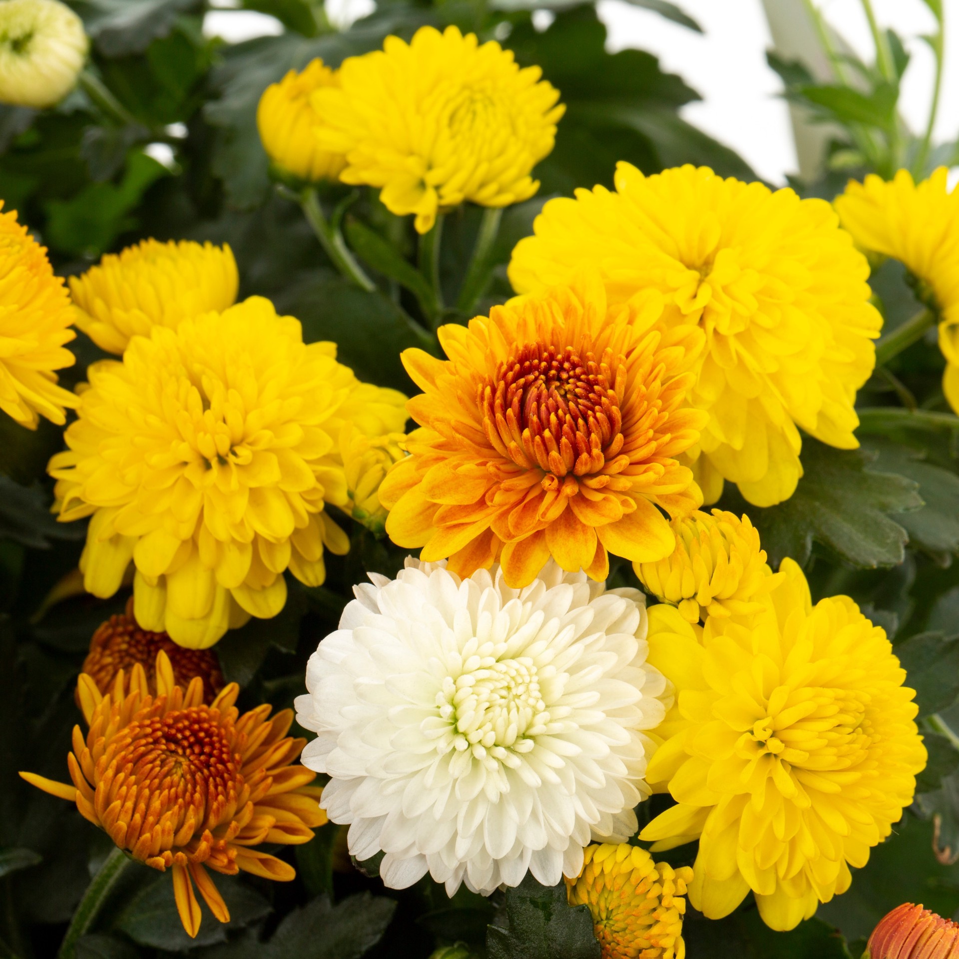 slide 2 of 4, Lowe's Multicolor Mum in 1.15 Gallon(s) Planter 1 -Pack, 1 ct