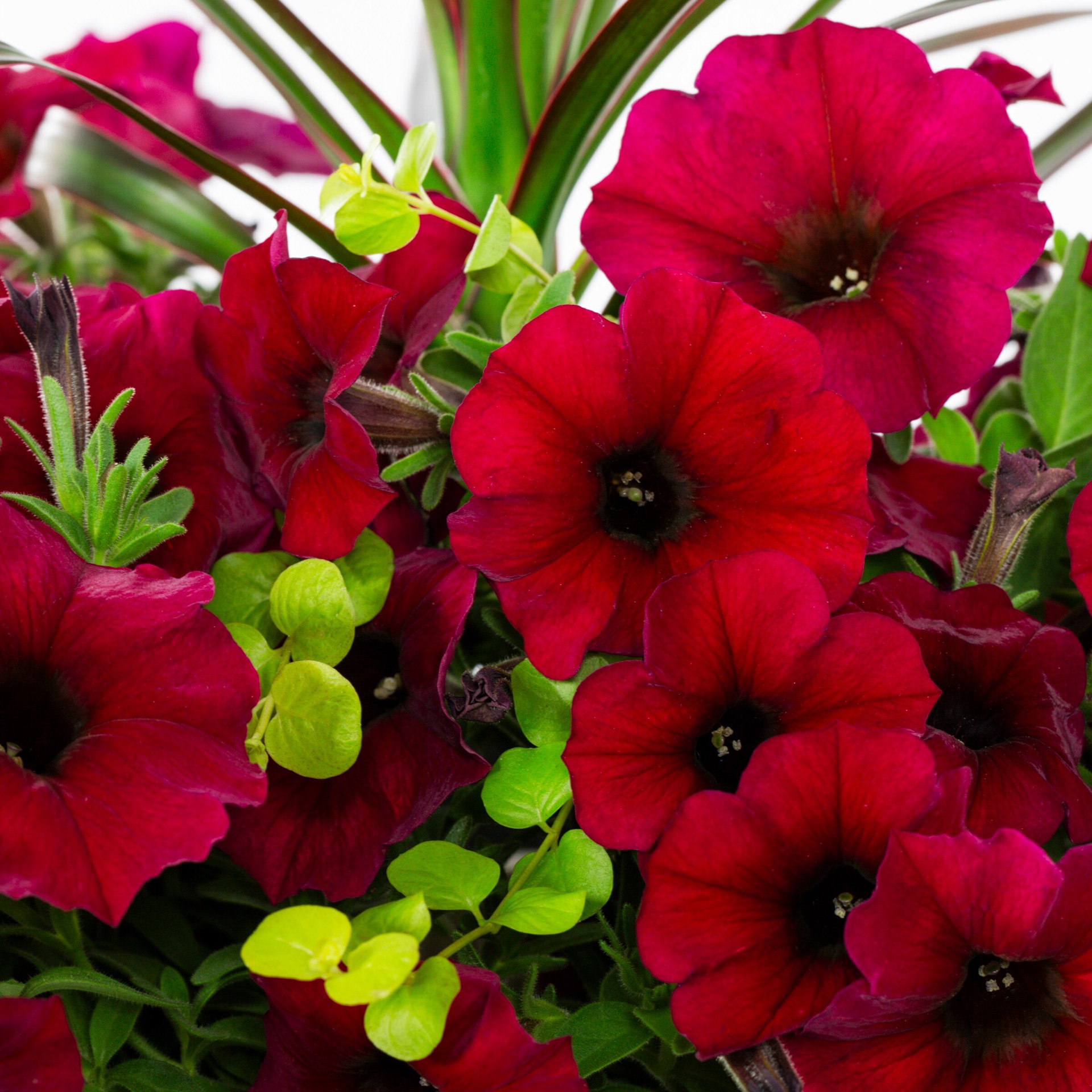 slide 2 of 3, Lowe's Multicolor Mixed Annuals Combo in 2.5 Gallon(s) Planter 1 -Pack, 1 ct