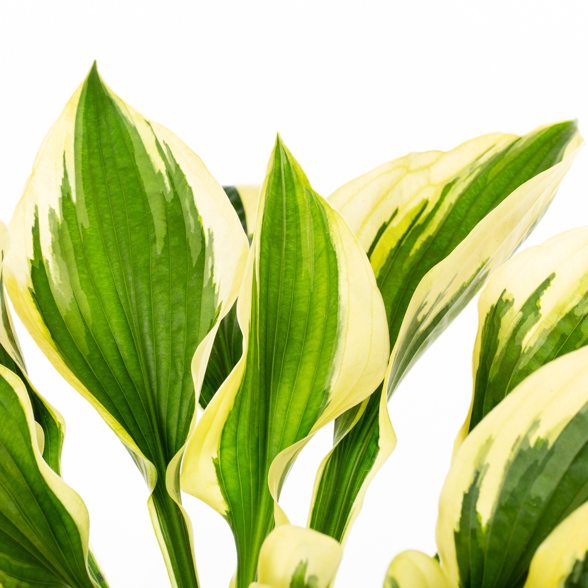 slide 2 of 2, Lowe's Hosta Plant in 2.5-Quart, 1 ct