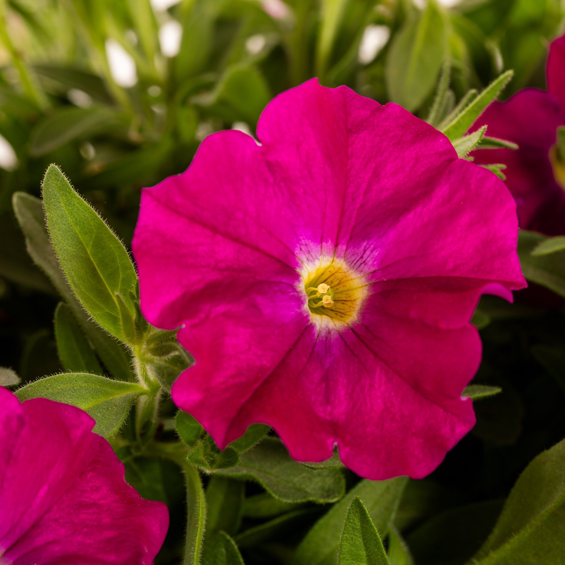slide 4 of 5, Lowe's Multicolor SuperCal Petchoa or Calibrachoa in 1.50 Gallon(s) Hanging basket 1 -Pack, 1 ct