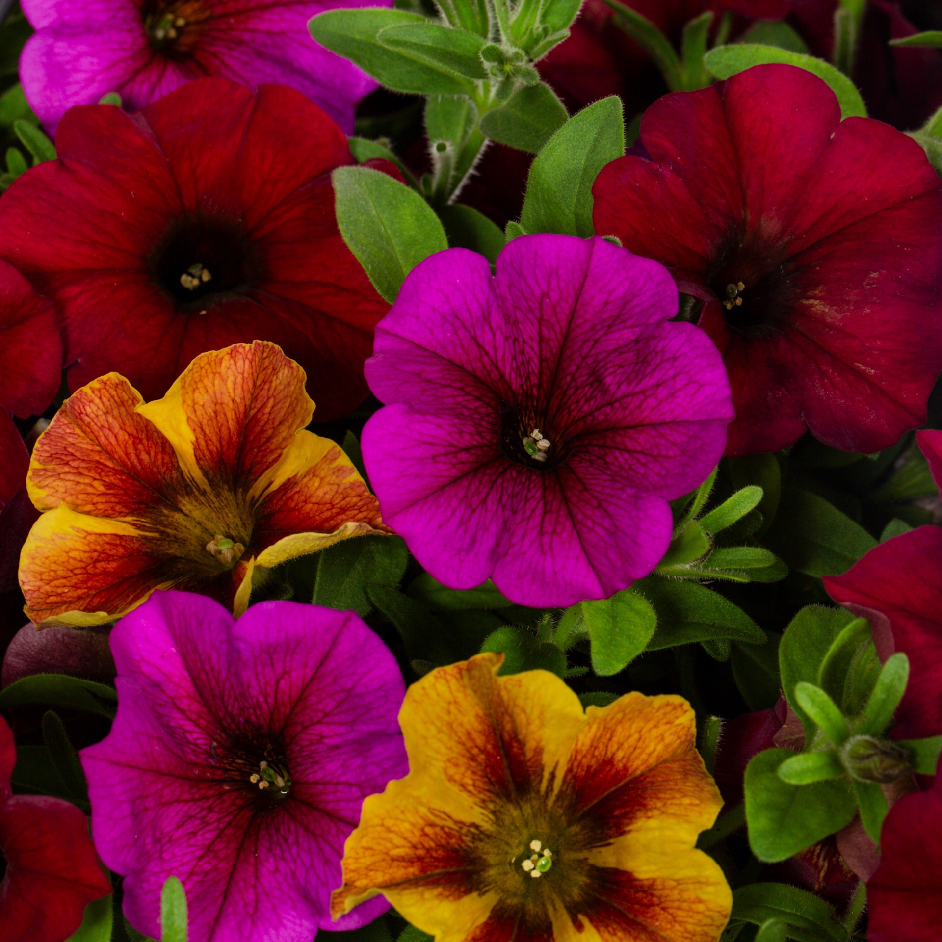 slide 5 of 5, Lowe's Multicolor SuperCal Petchoa or Calibrachoa in 1.50 Gallon(s) Hanging basket 1 -Pack, 1 ct