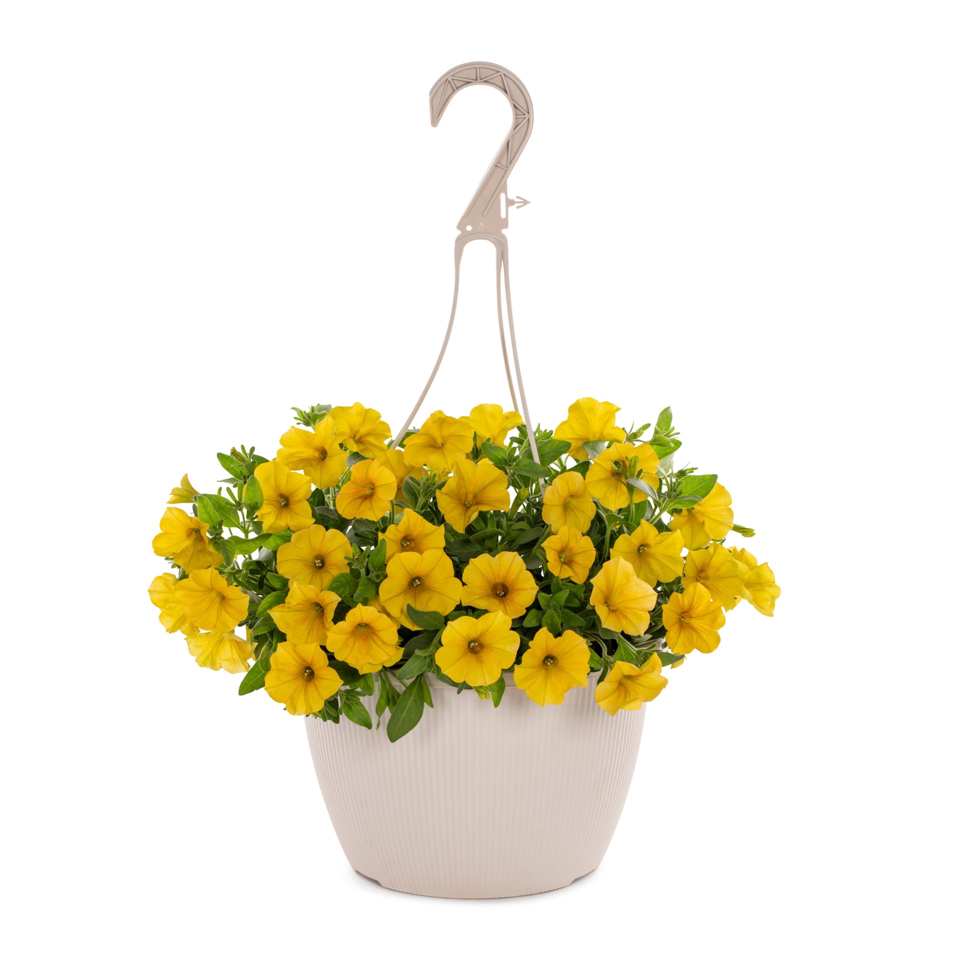 slide 1 of 5, Lowe's Multicolor SuperCal Petchoa or Calibrachoa in 1.50 Gallon(s) Hanging basket 1 -Pack, 1 ct