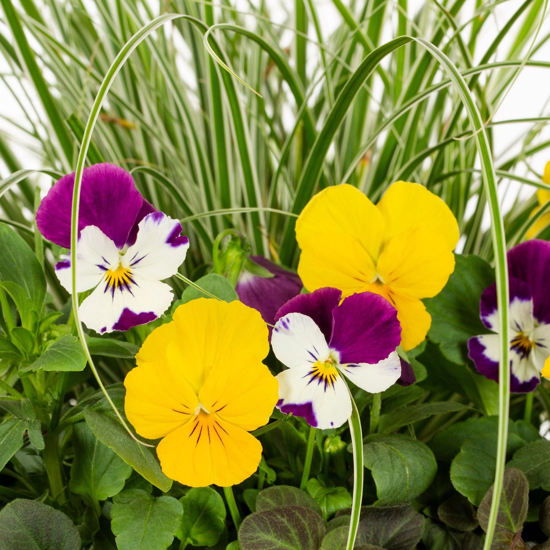 slide 2 of 2, Lowe's Multicolor Mixed Annuals Combo in 2.5 Gallon(s) Planter 1 -Pack, 1 ct