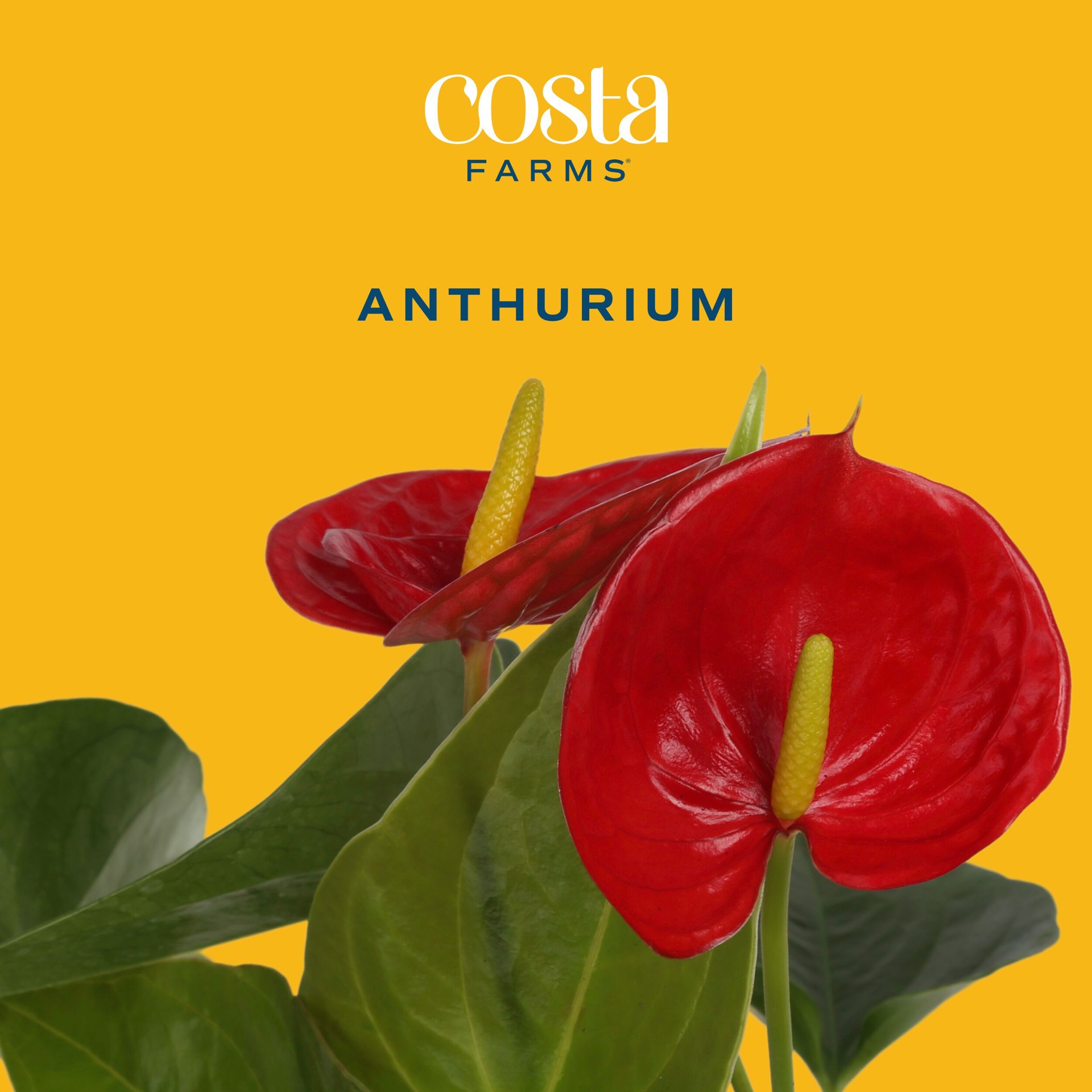 slide 2 of 6, Costa Farms Red Specialty Anthurium House plant in 3 Quart(s) Planter 1 -Pack, 1 ct