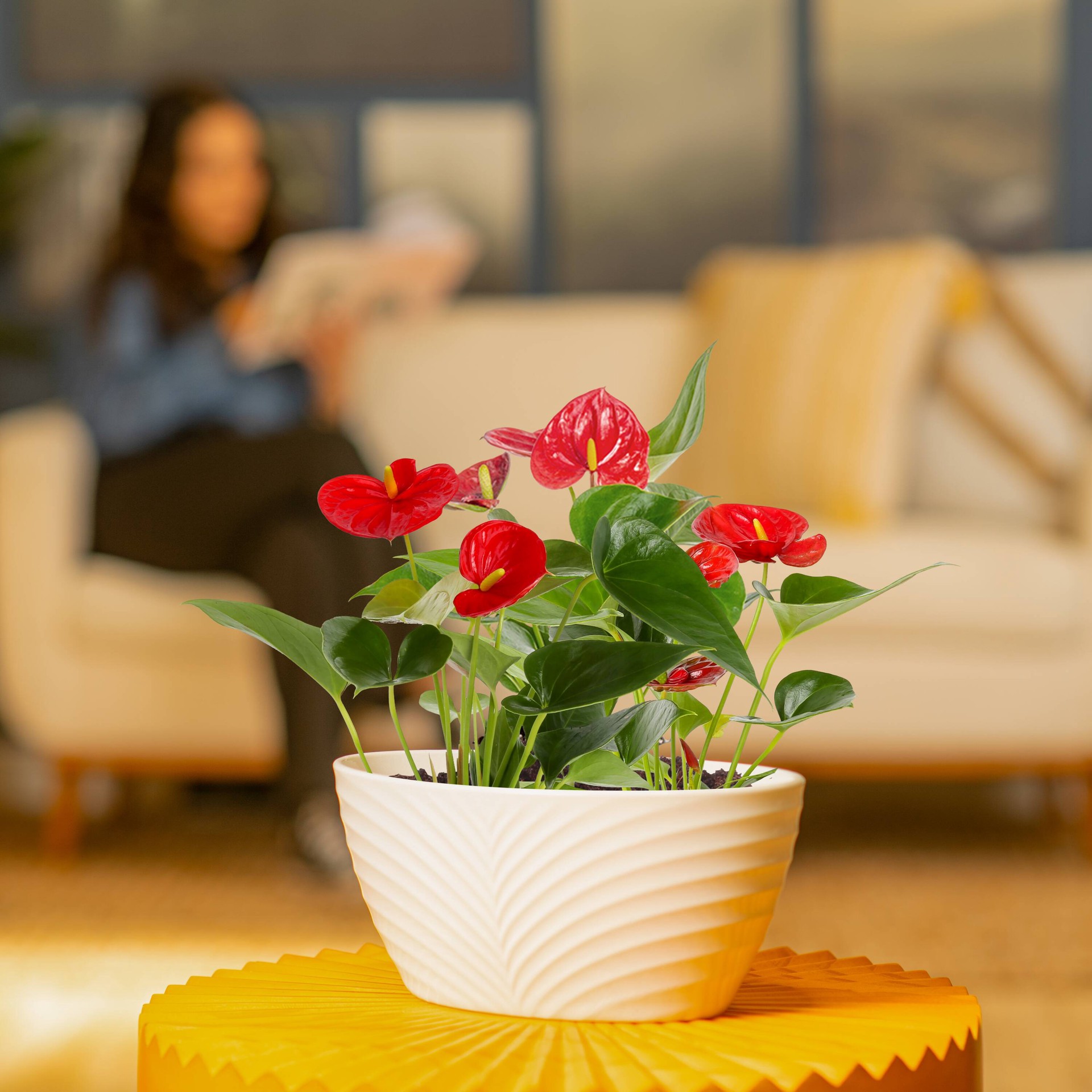 slide 4 of 6, Costa Farms Red Specialty Anthurium House plant in 3 Quart(s) Planter 1 -Pack, 1 ct