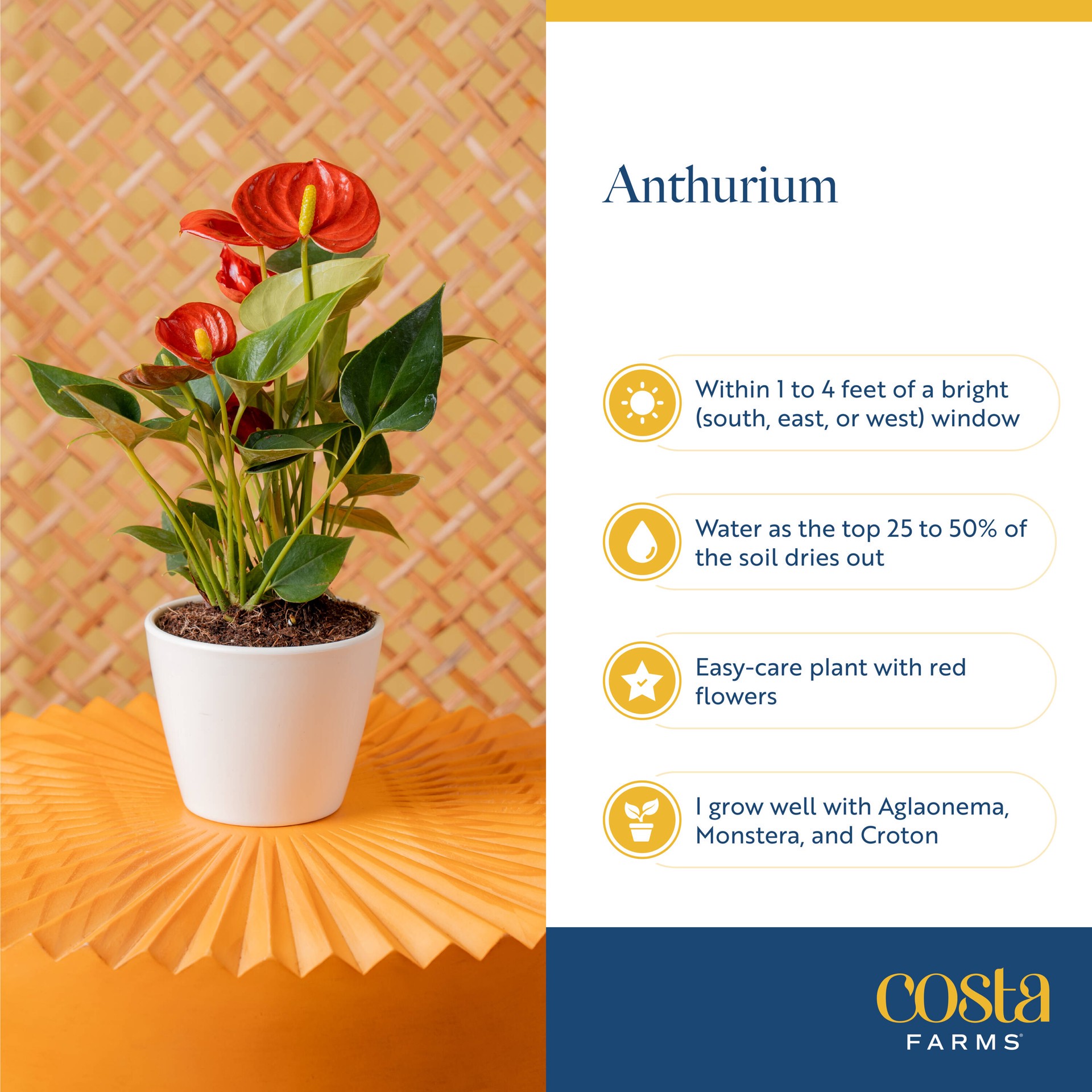 slide 5 of 6, Costa Farms Red Specialty Anthurium House plant in 3 Quart(s) Planter 1 -Pack, 1 ct