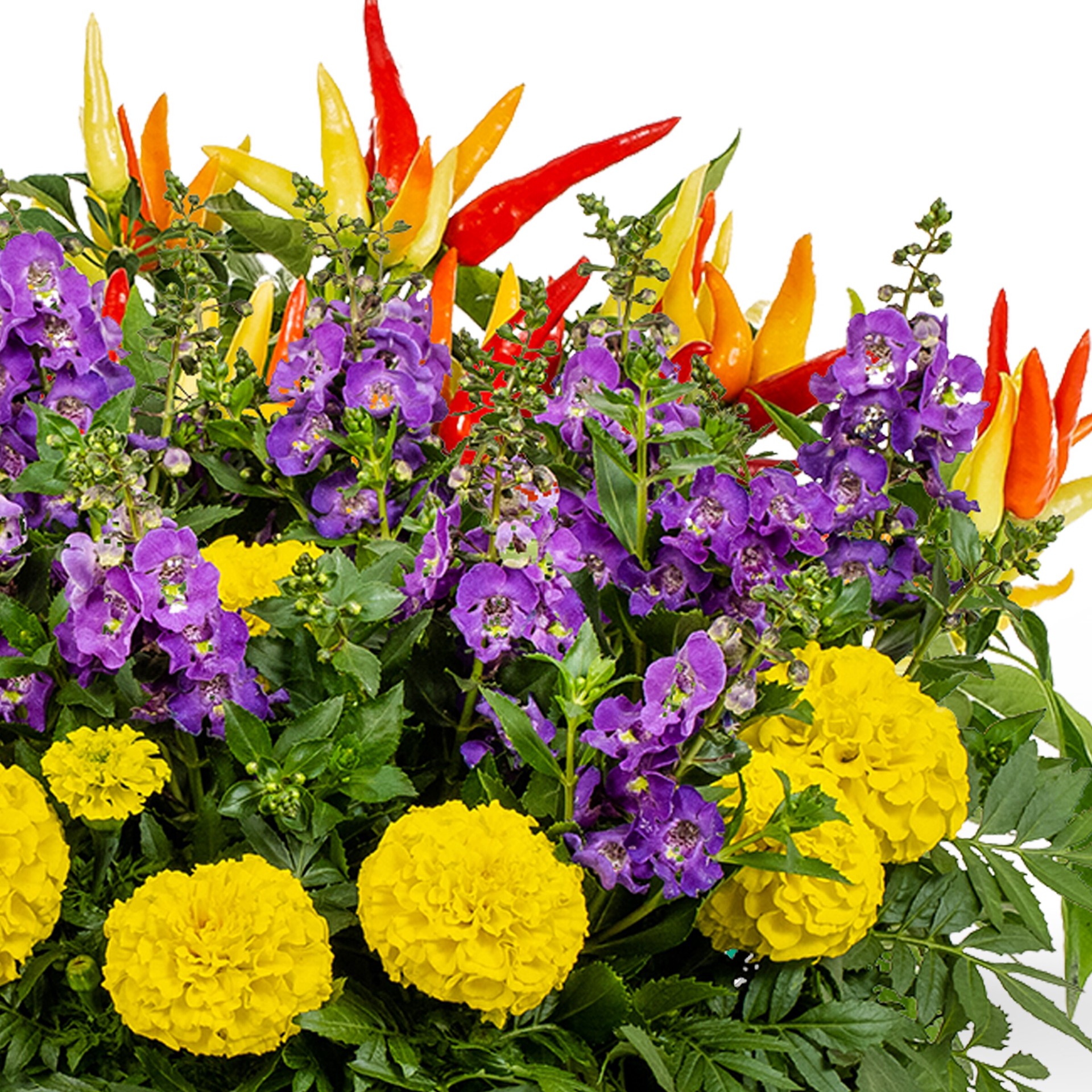 slide 2 of 4, Ready Refill Multicolor Ready Refill Mixed Annuals Combo in 1.5 Gallon(s) Pot 12 -Pack, 1 ct