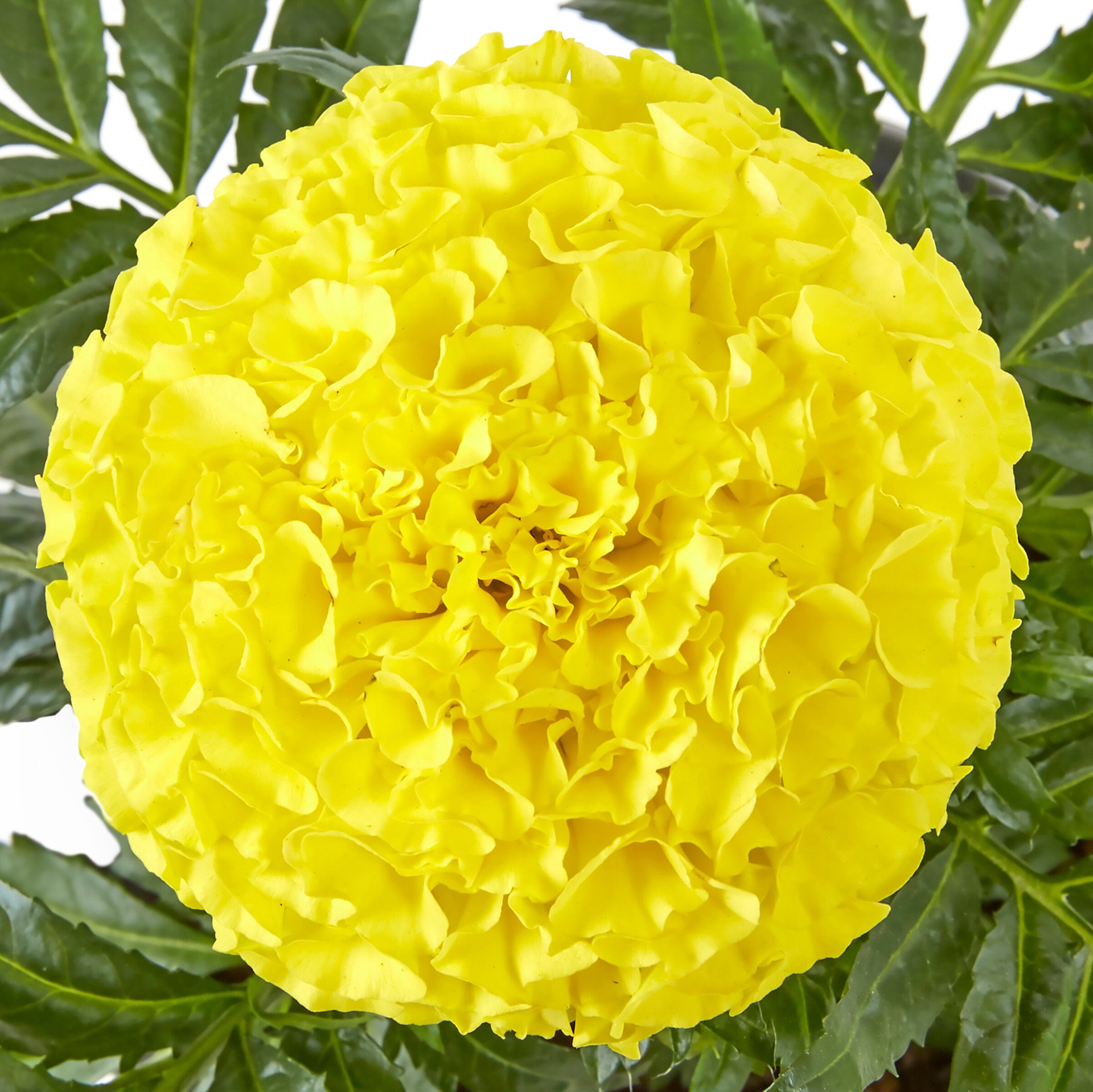 slide 3 of 4, Ready Refill Multicolor Ready Refill Mixed Annuals Combo in 1.5 Gallon(s) Pot 12 -Pack, 1 ct