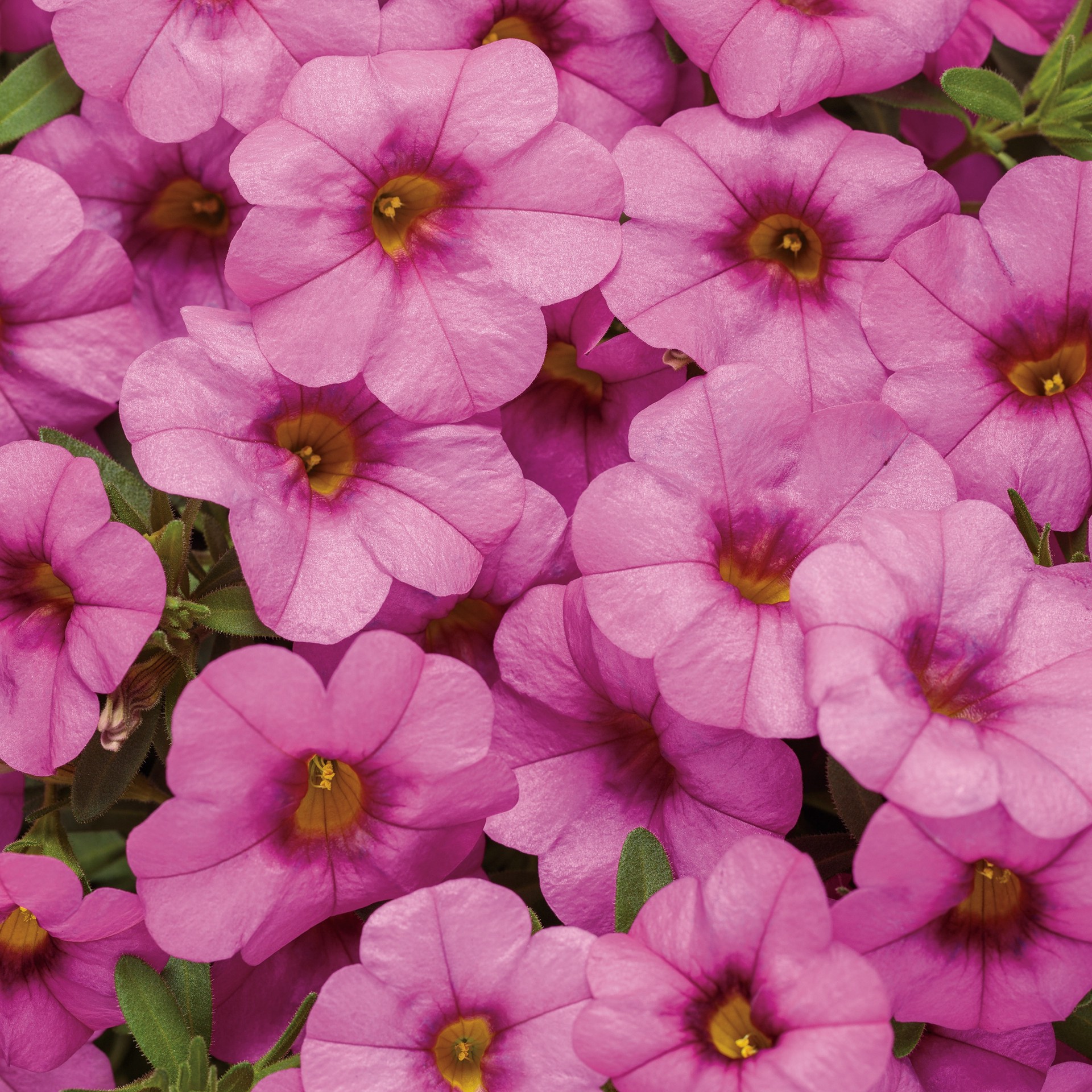 slide 2 of 5, Lowe's Multicolor Superbells Blue Moon Punch Calibrachoa in 1.56 Pint Pot 1 -Pack, 1 ct