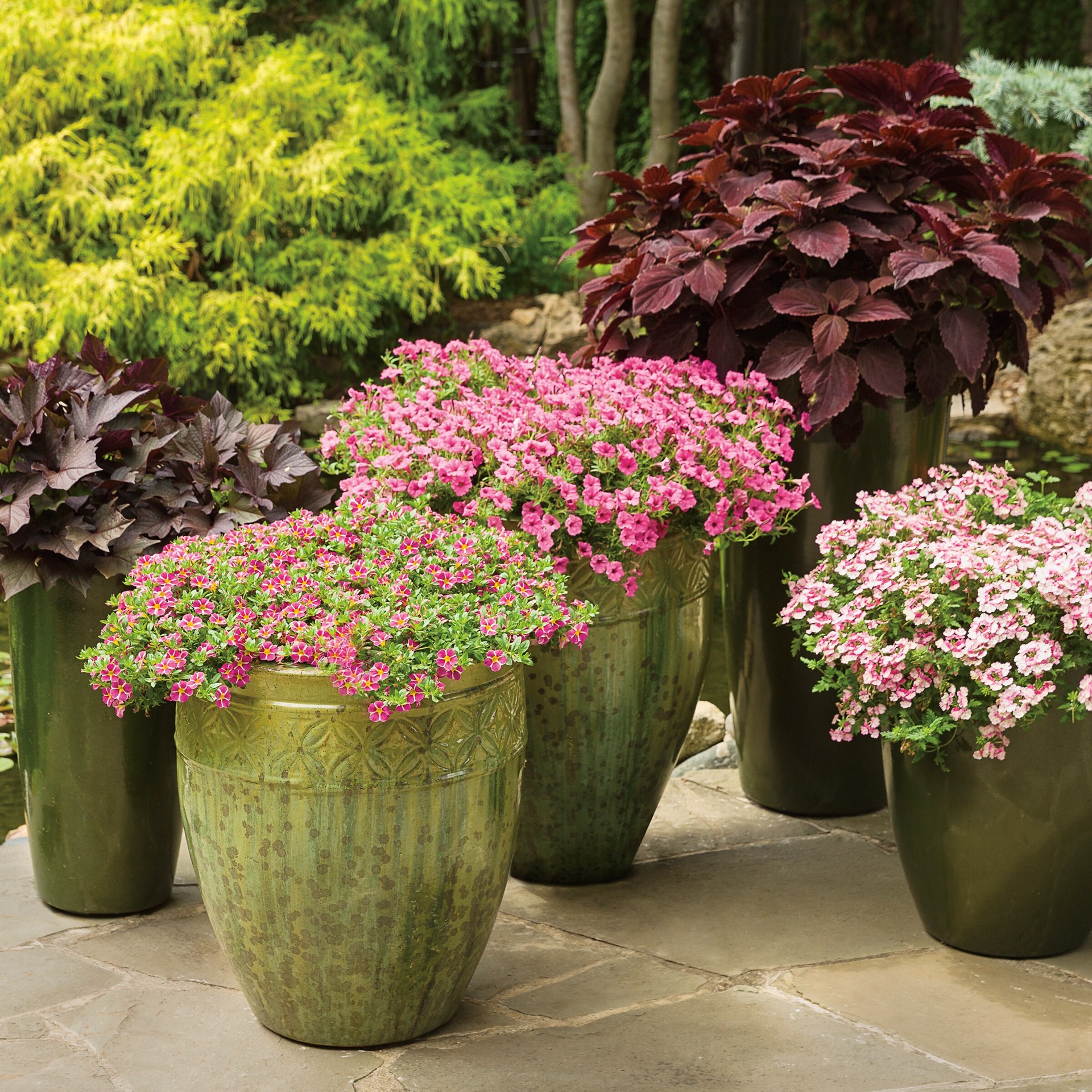 slide 3 of 5, Lowe's Multicolor Superbells Blue Moon Punch Calibrachoa in 1.56 Pint Pot 1 -Pack, 1 ct