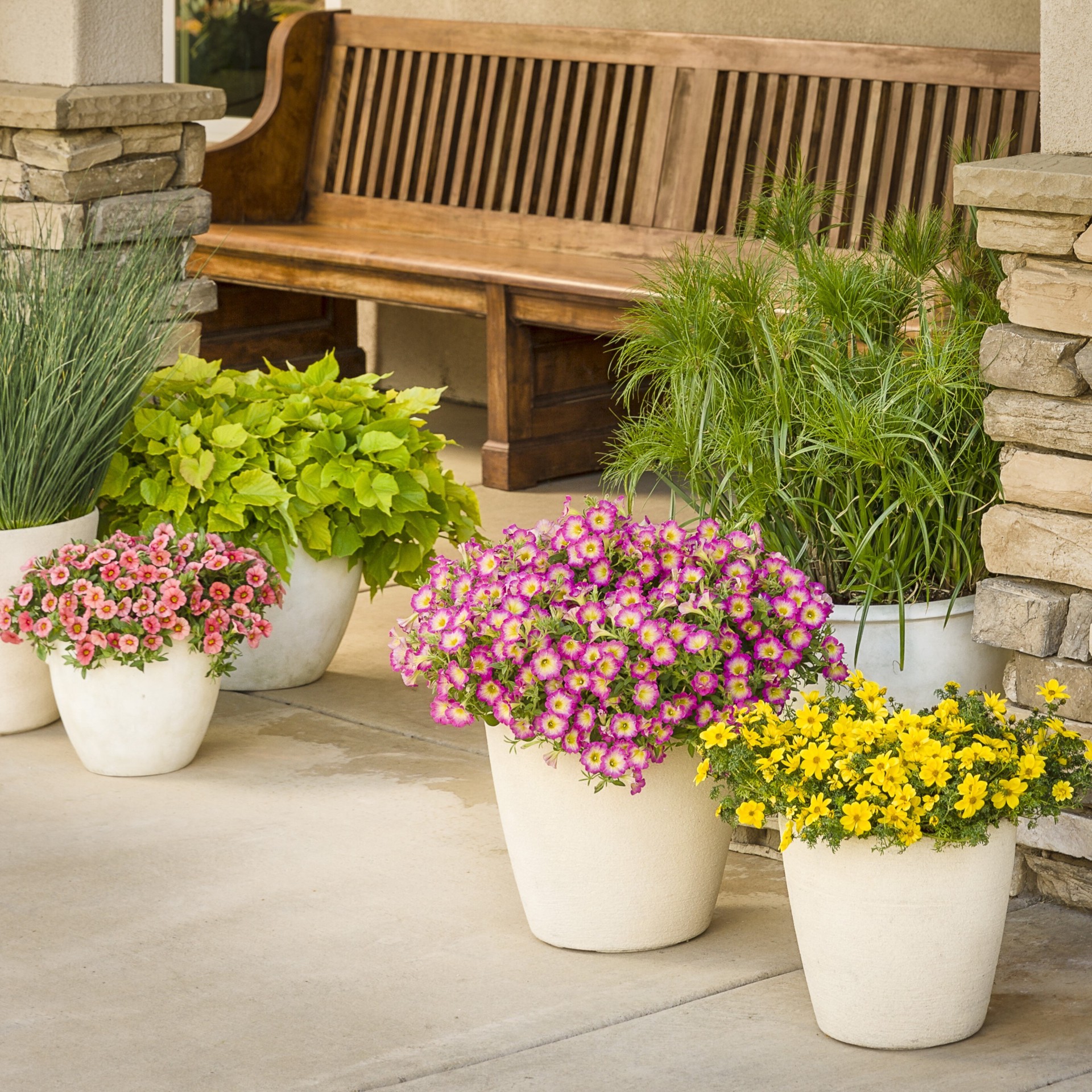 slide 4 of 5, Lowe's Multicolor Superbells Blue Moon Punch Calibrachoa in 1.56 Pint Pot 1 -Pack, 1 ct