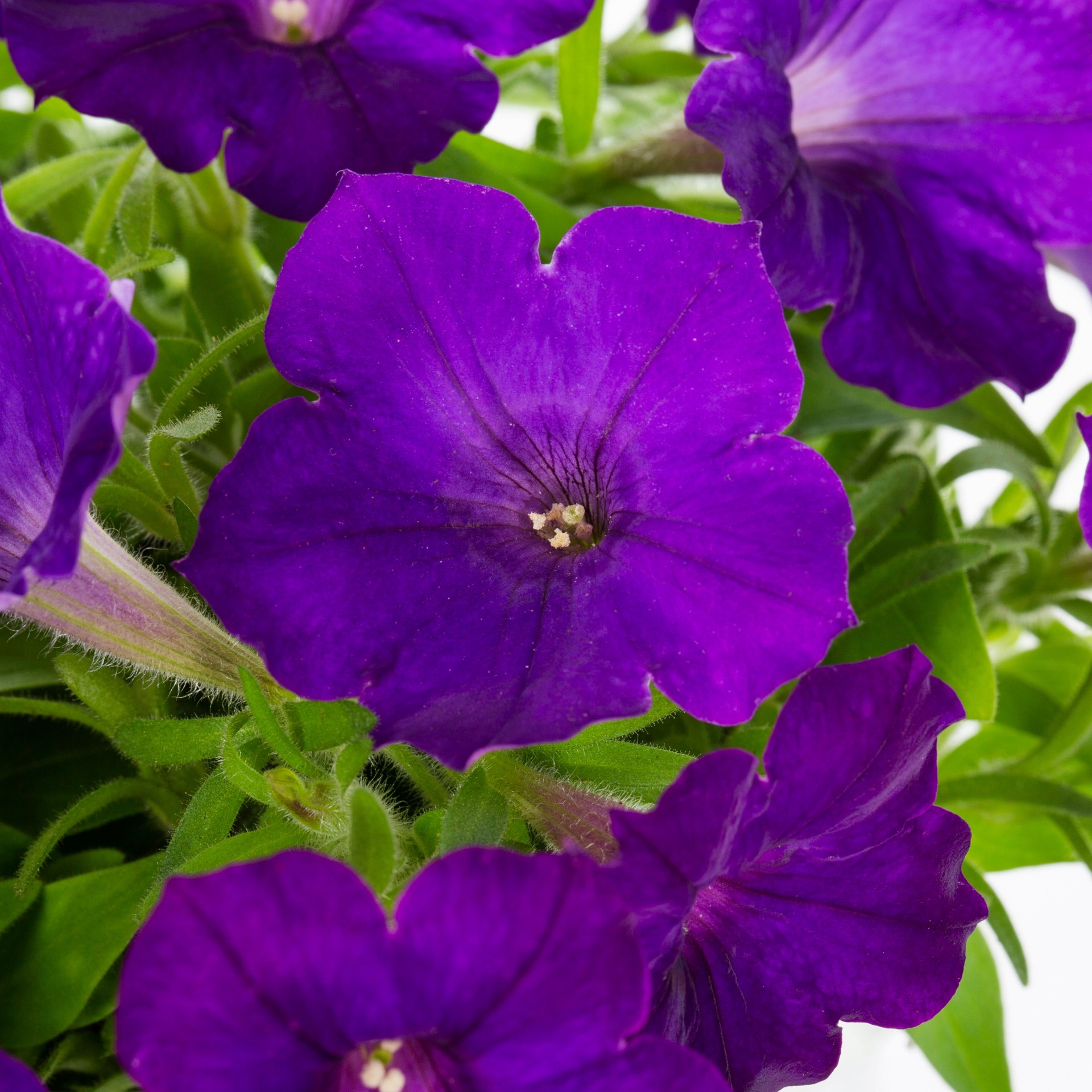 slide 2 of 4, Lowe's Purple Royal Velvet Supertunia in 1.56 Pint Pot 1 -Pack, 1 ct