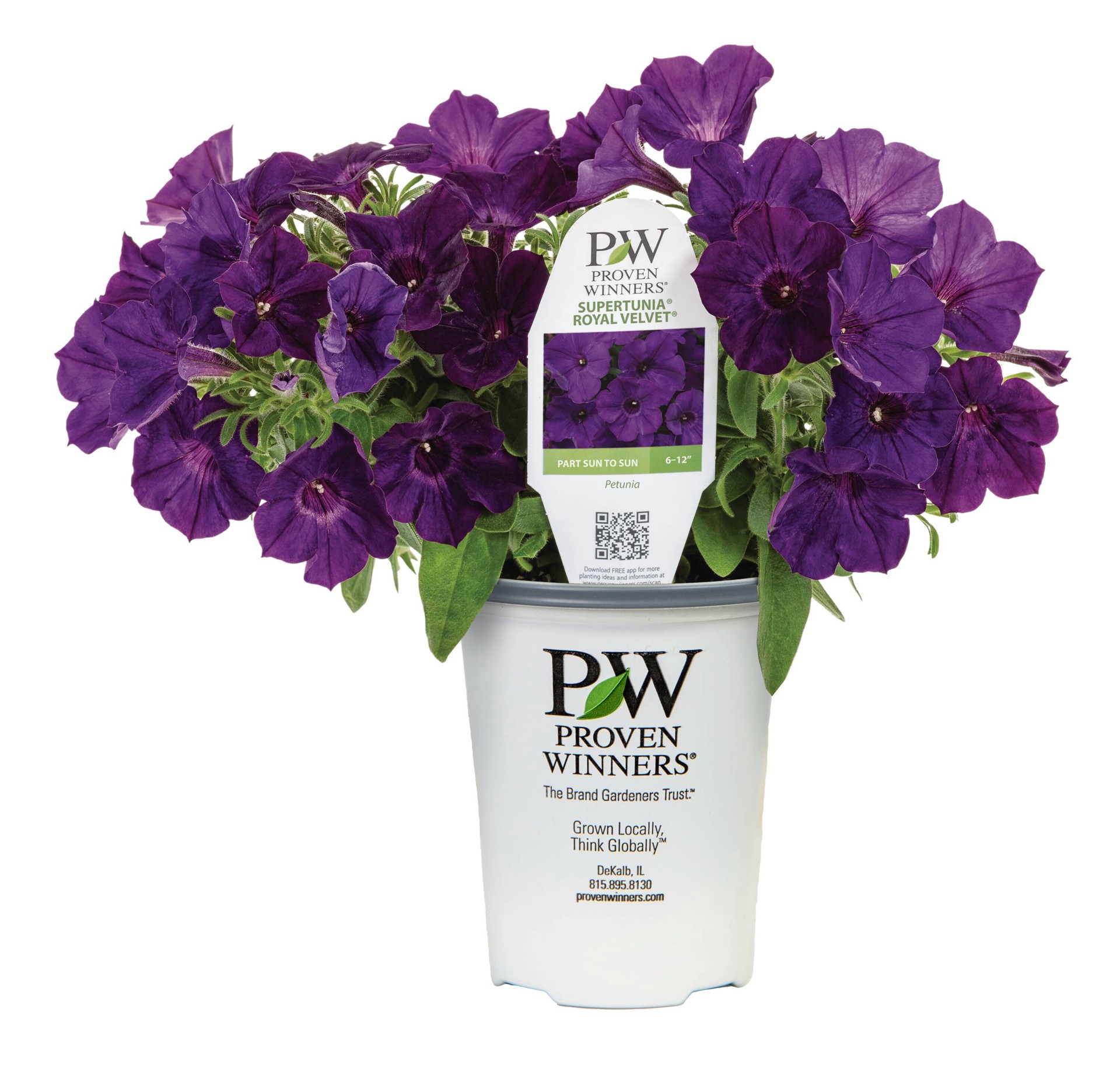 slide 1 of 4, Lowe's Purple Royal Velvet Supertunia in 1.56 Pint Pot 1 -Pack, 1 ct