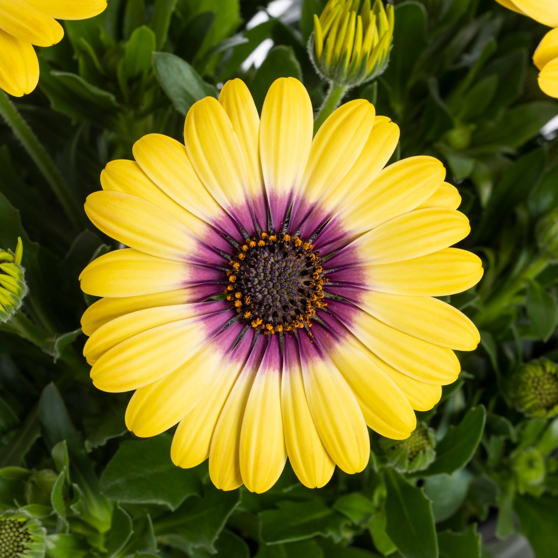 slide 2 of 3, Monrovia Multicolor African Daisy in 2.5-Quart Pot, 1 ct