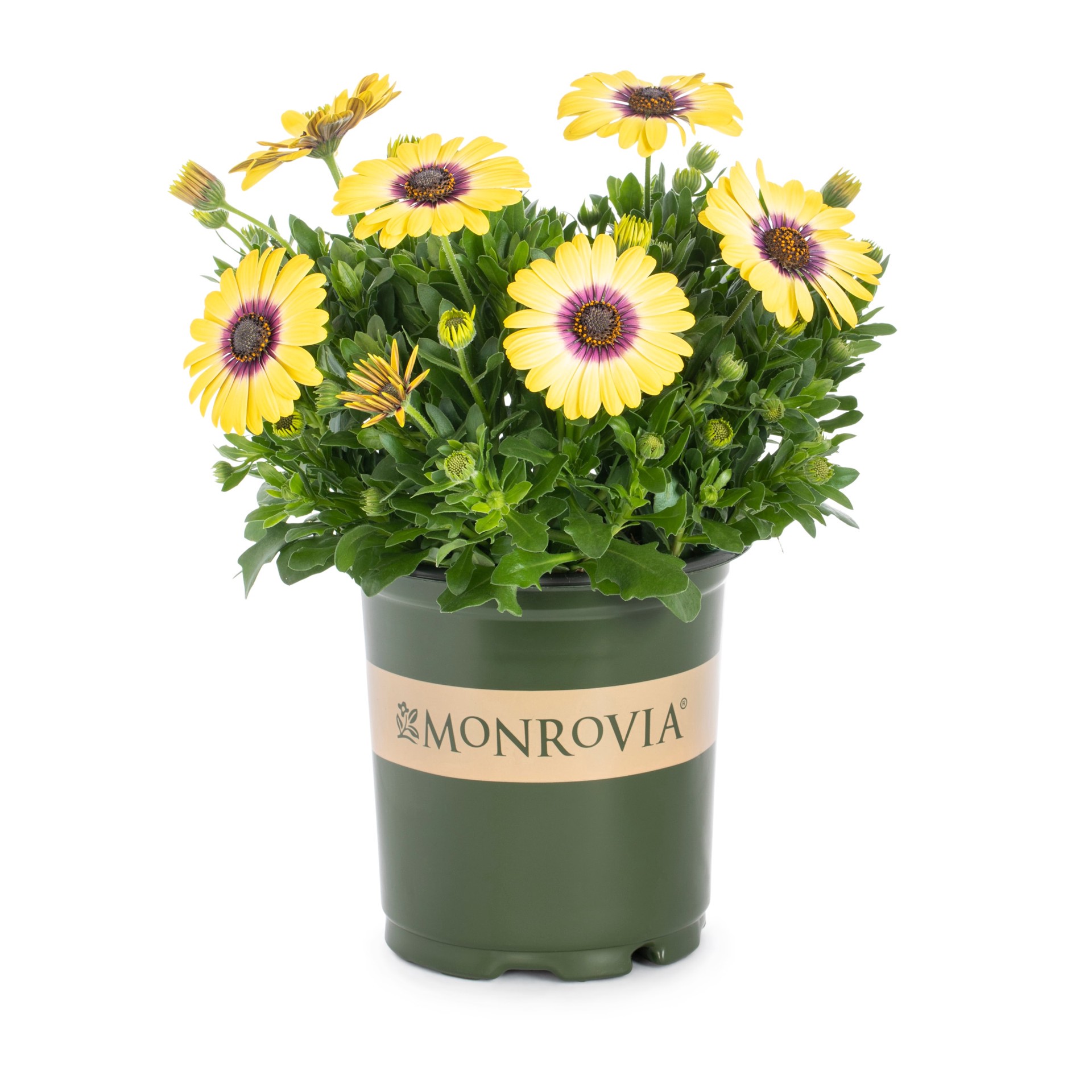 slide 1 of 3, Monrovia Multicolor African Daisy in 2.5-Quart Pot, 1 ct