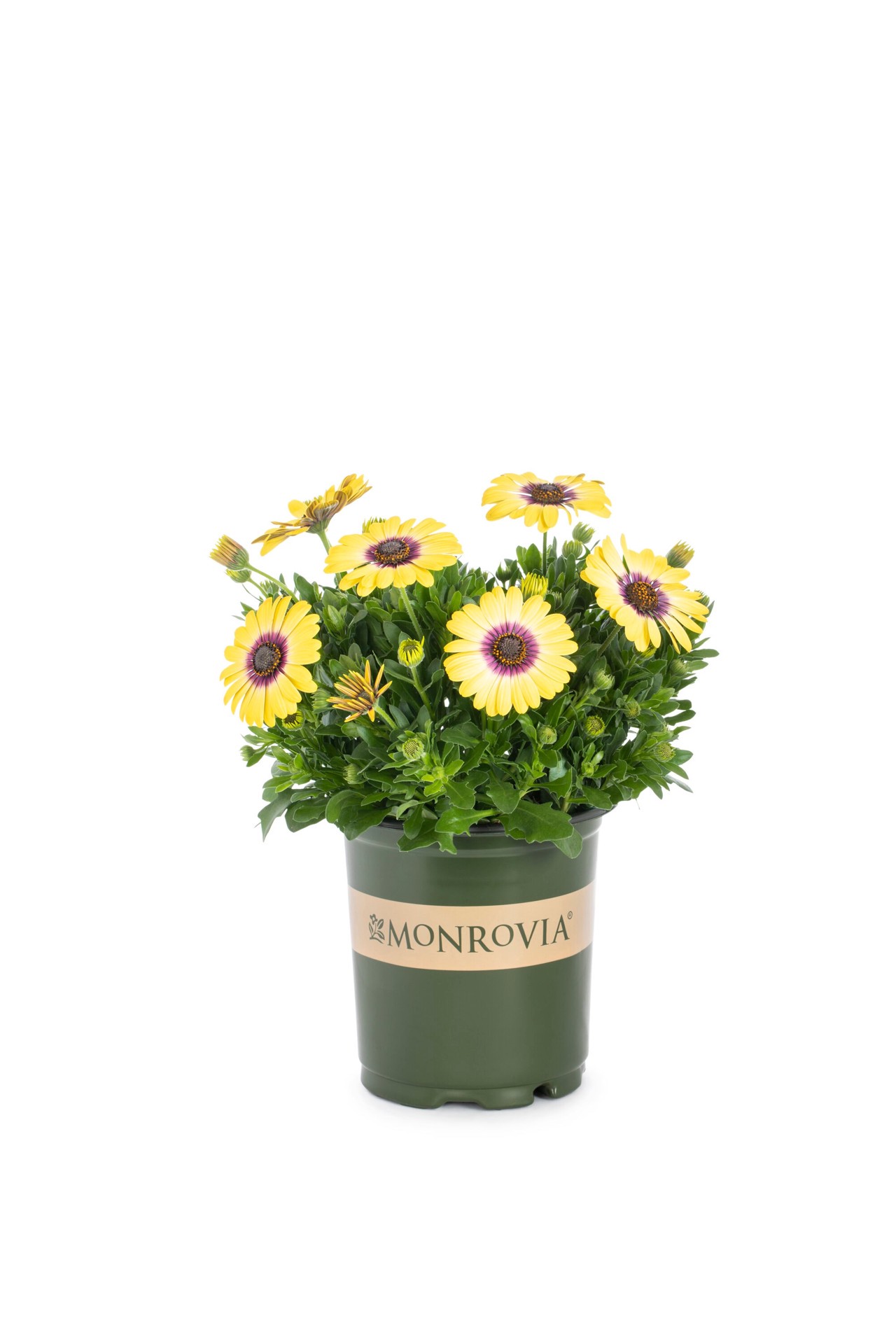 slide 3 of 3, Monrovia Multicolor African Daisy in 2.5-Quart Pot, 1 ct