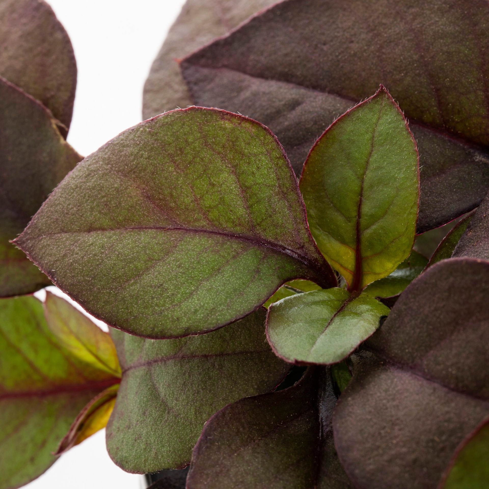 slide 2 of 2, Monrovia White Alternanthera in 1.00 Pint Pot, 1 ct