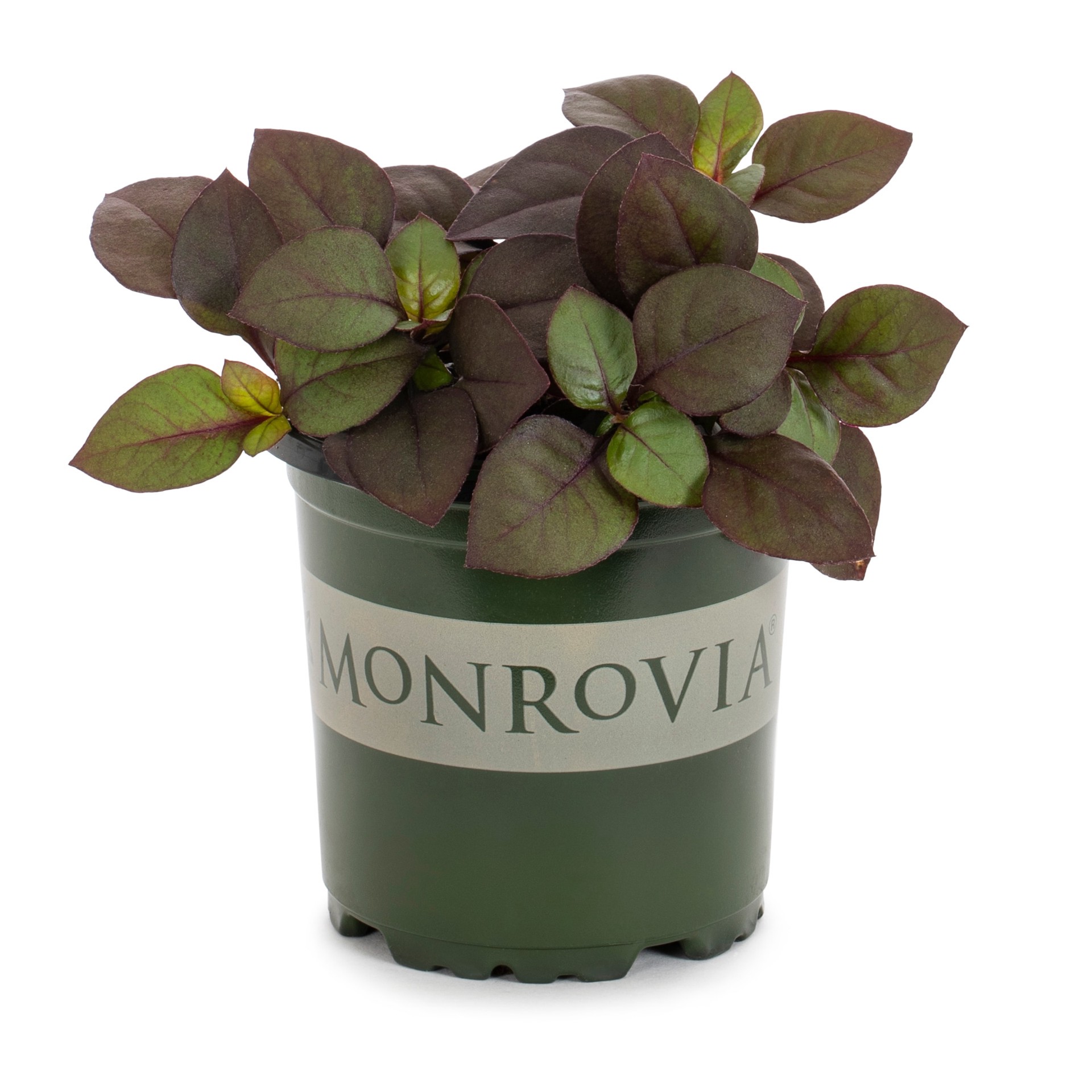 slide 1 of 2, Monrovia White Alternanthera in 1.00 Pint Pot, 1 ct