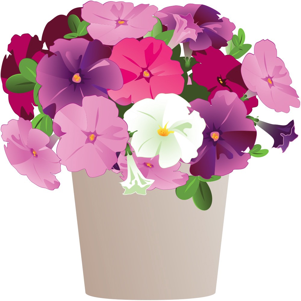 slide 1 of 1, Multicolor Dahlia in 1-Quart Pot, 1 ct