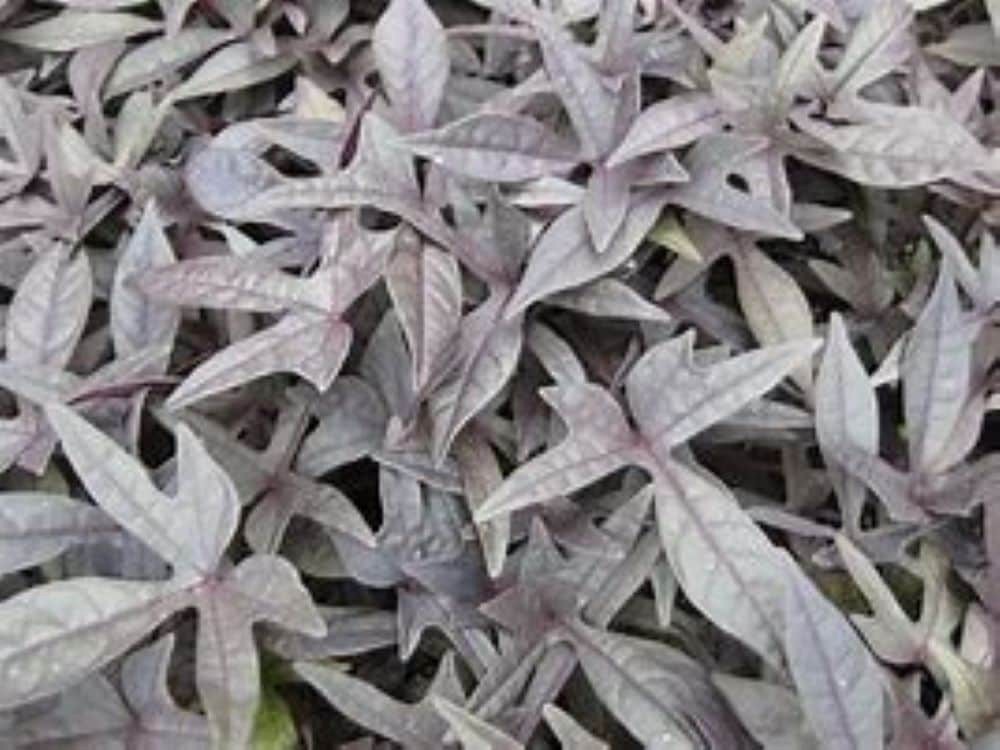 slide 1 of 1, Multicolor Ipomoea in 1-Pint Pot, 1 ct