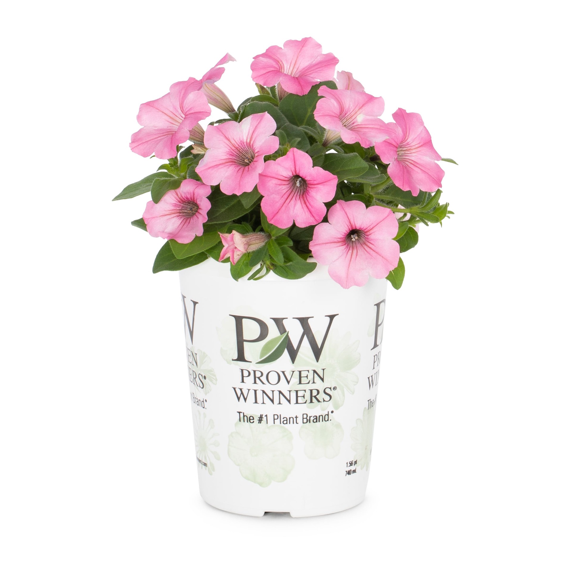 slide 1 of 1, Multicolor Petunia in 1.56-Pint Pot, 1 ct