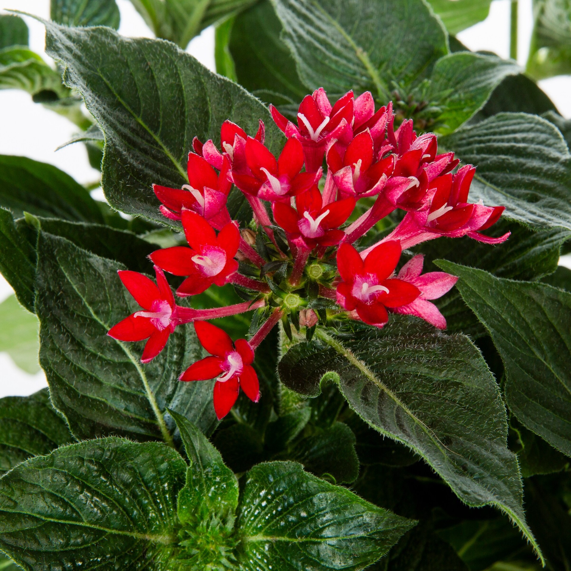 slide 2 of 2, Monrovia Red Pentas in 2.5-Quart Pot, 1 ct