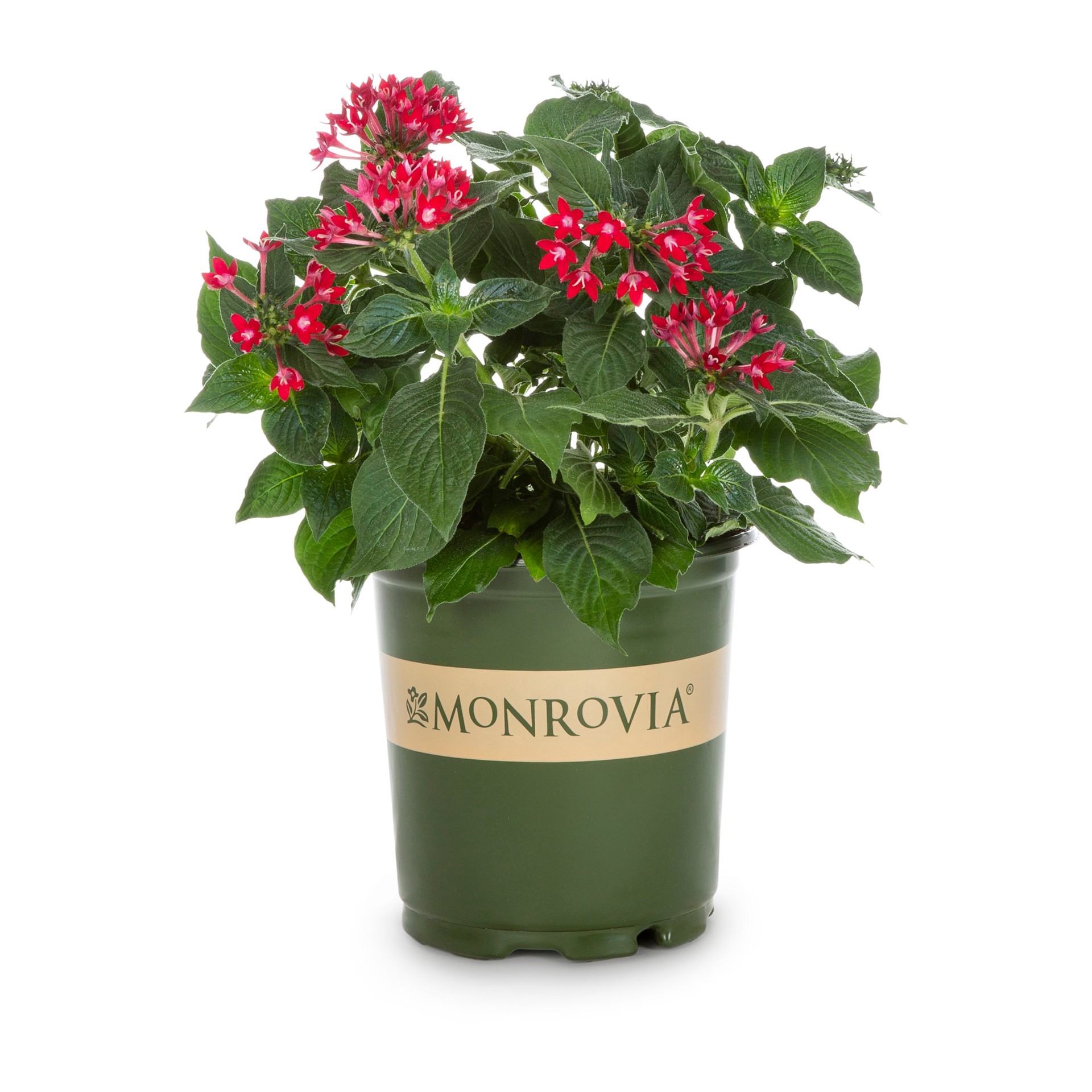 slide 1 of 2, Monrovia Red Pentas in 2.5-Quart Pot, 1 ct