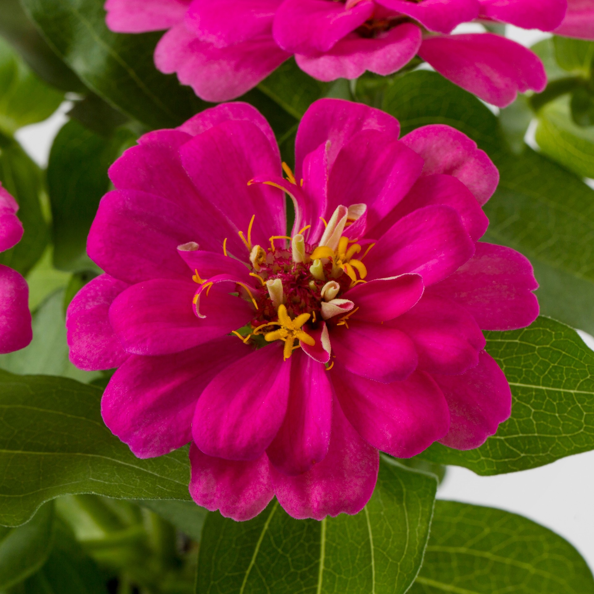slide 2 of 4, Lowe's Multicolor Zinnia in 1.5 Pint Pot 1 -Pack, 1 ct