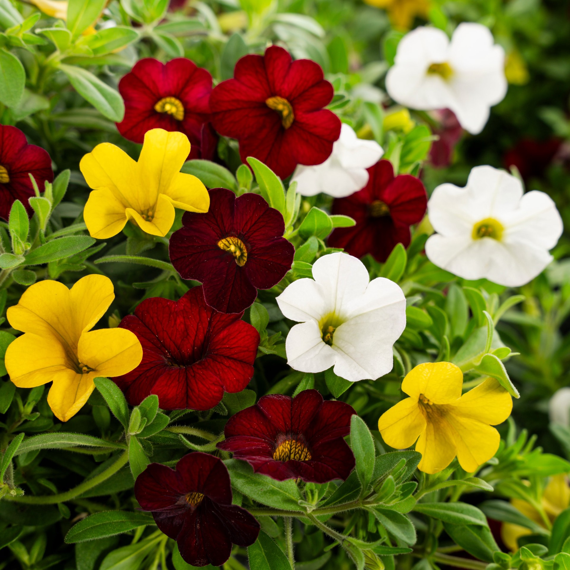 slide 2 of 3, Lowe's Multicolor Calibrachoa in 1.5 Gallon(s) Planter 1 -Pack, 1 ct
