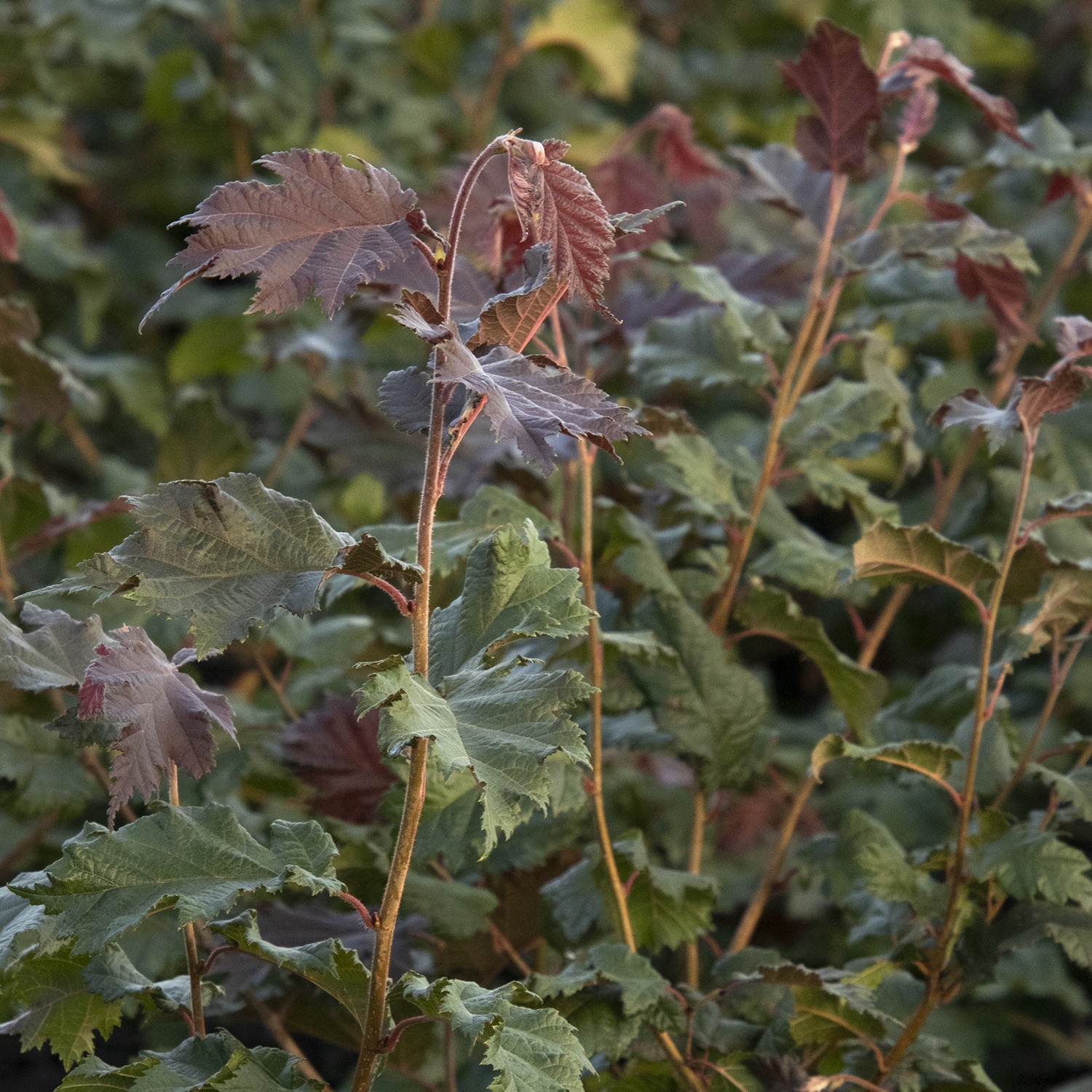 slide 2 of 4, Monrovia Burgundy Lace European Filbert Feature Shrub in 3.58 -Gallon Pot 1 -Pack, 1 ct