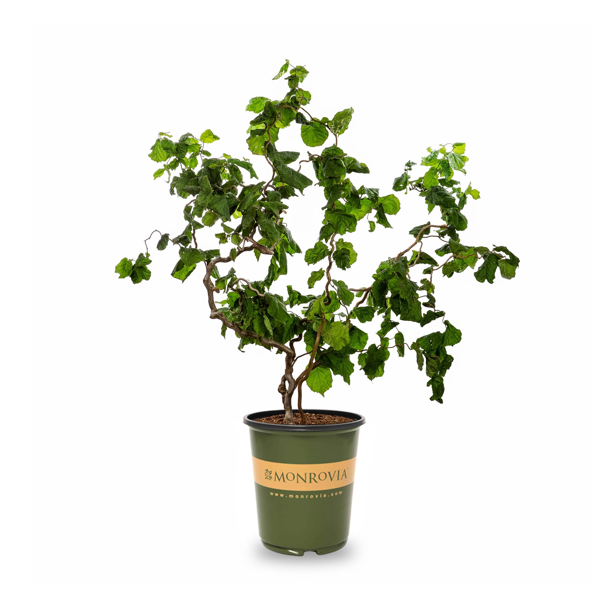 slide 1 of 4, Monrovia Burgundy Lace European Filbert Feature Shrub in 3.58 -Gallon Pot 1 -Pack, 1 ct