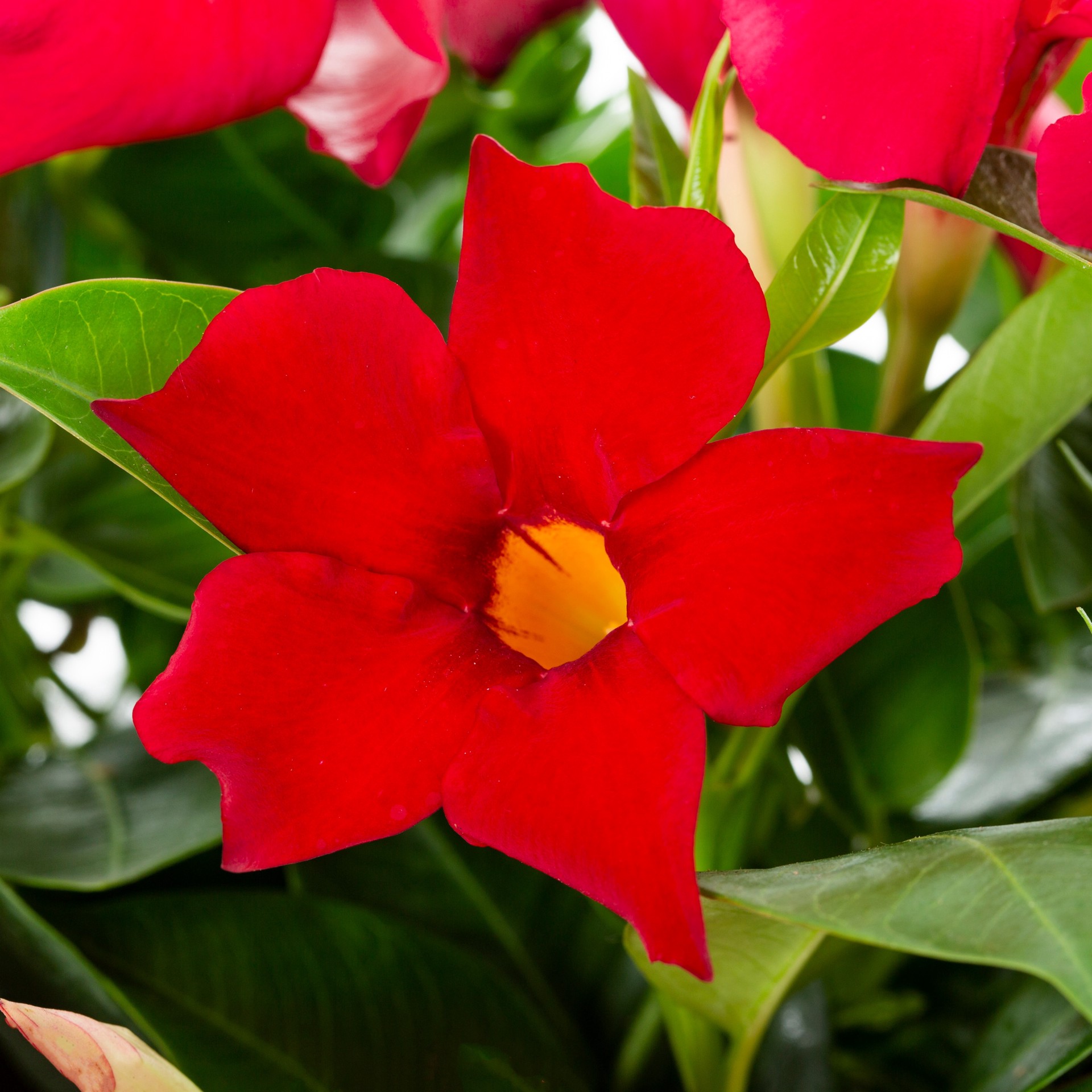 slide 2 of 4, Lowe's Mandevilla Flowering Shrub in 1.94 -Gallon Pot 1 -Pack with Multicolor Blooms, 1 ct
