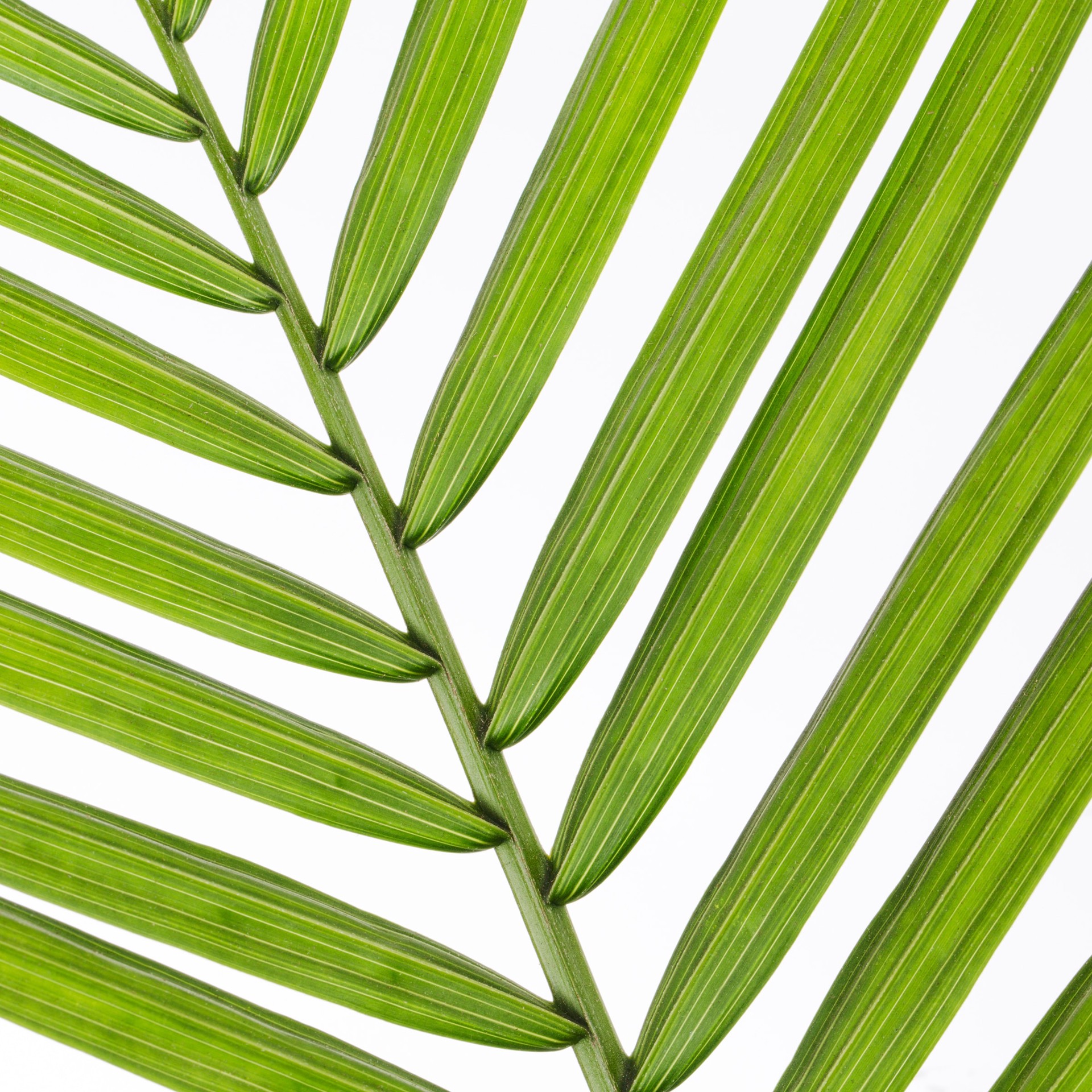 slide 2 of 4, Lowe's 1.94 -Gallon Feature Majesty Palm In pot (with soil), 1 ct