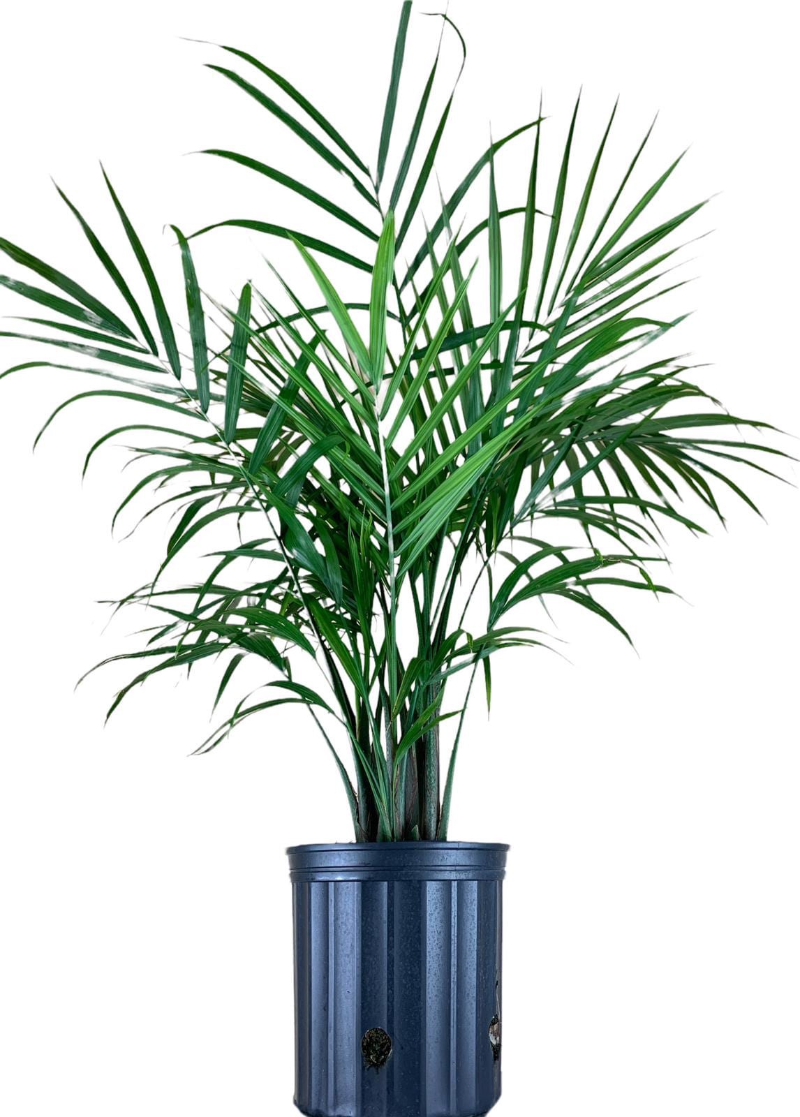 slide 3 of 4, Lowe's 1.94 -Gallon Feature Majesty Palm In pot (with soil), 1 ct