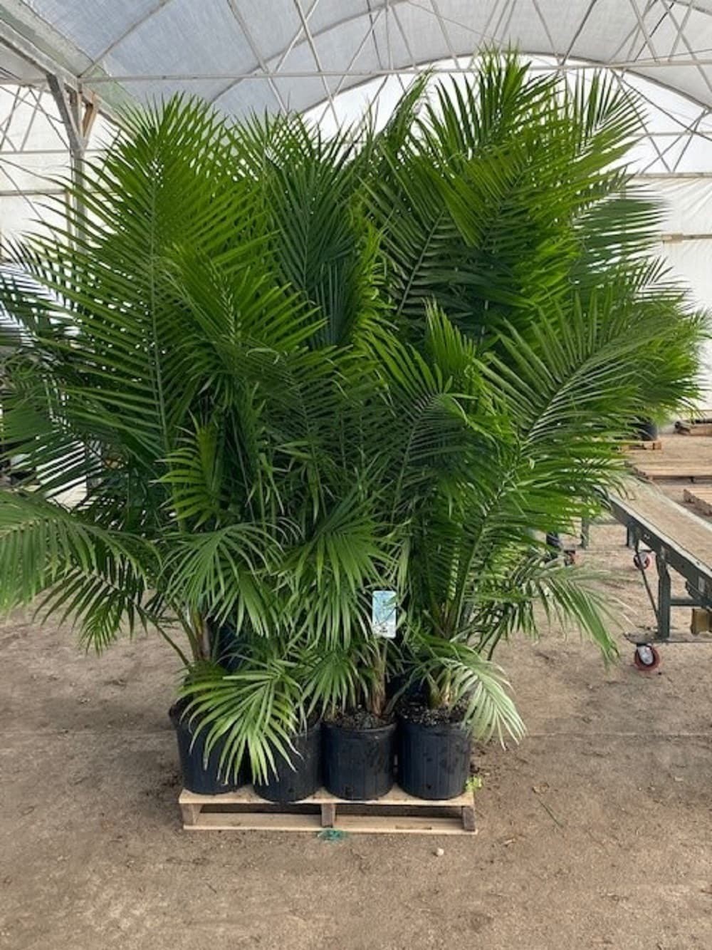 slide 4 of 4, Lowe's 1.94 -Gallon Feature Majesty Palm In pot (with soil), 1 ct